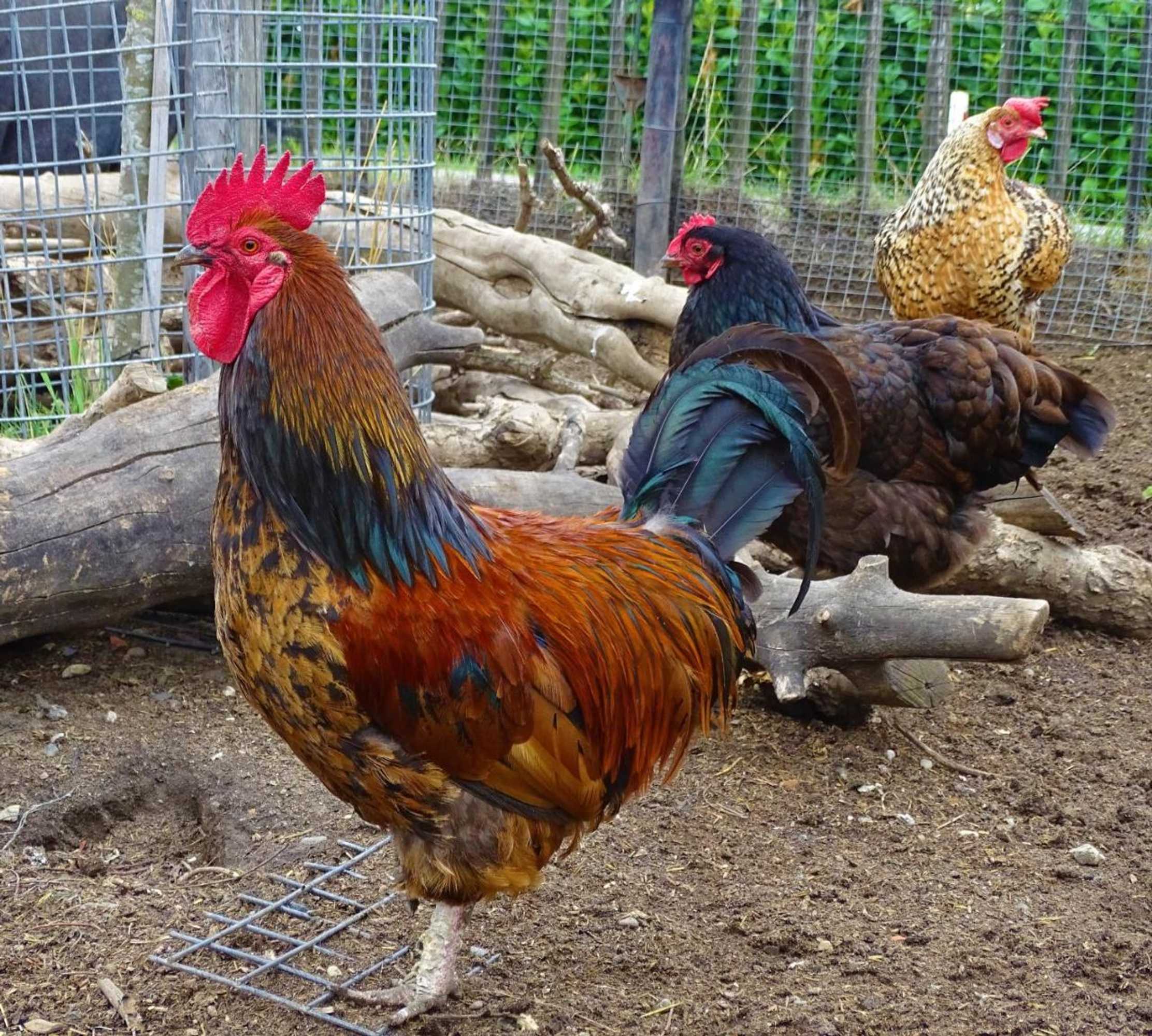 Gift card for De Oude Stoffeerderij