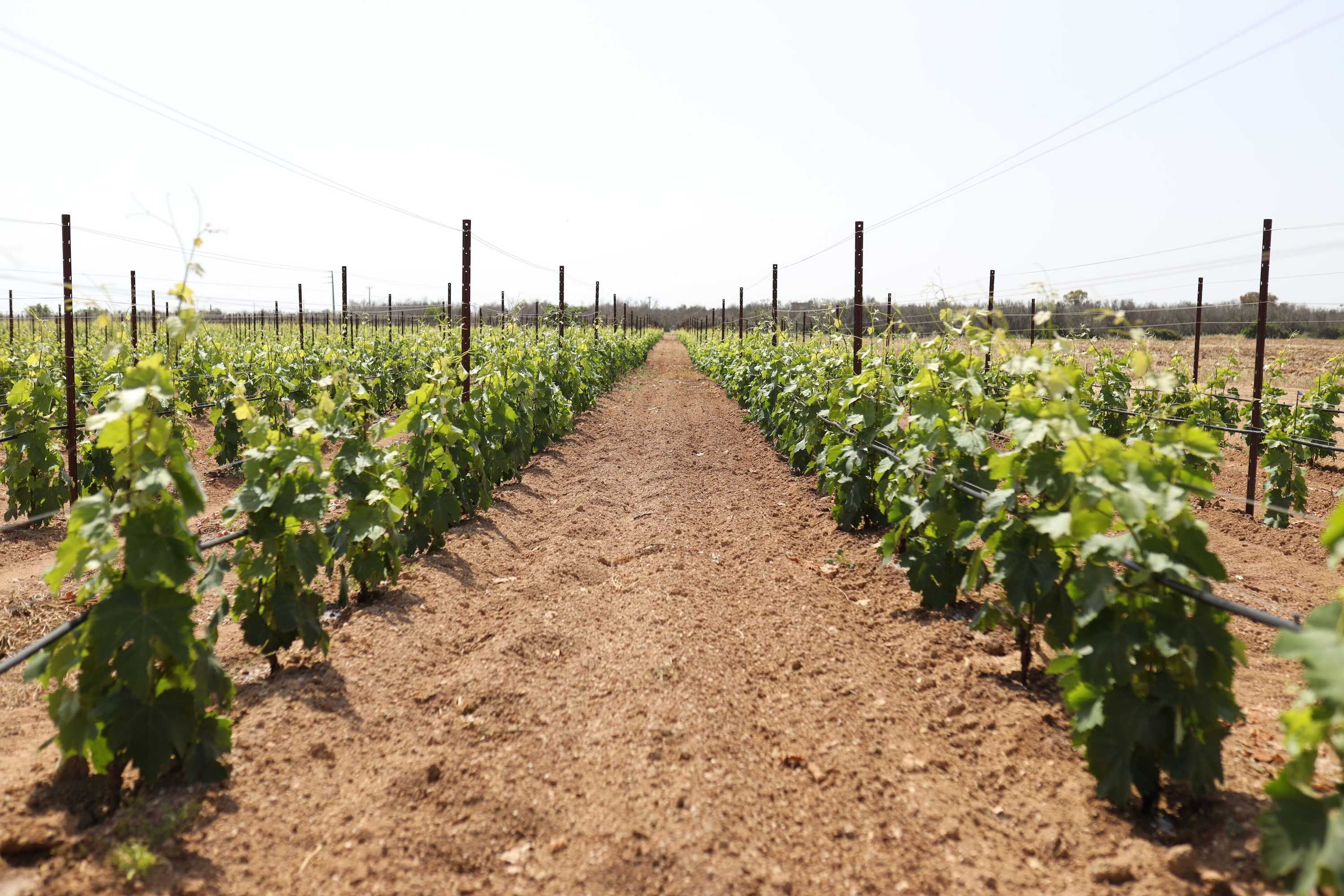 Gift card for Tenuta Monacelli Lecce Gift card for Tenuta Monacelli Lecce