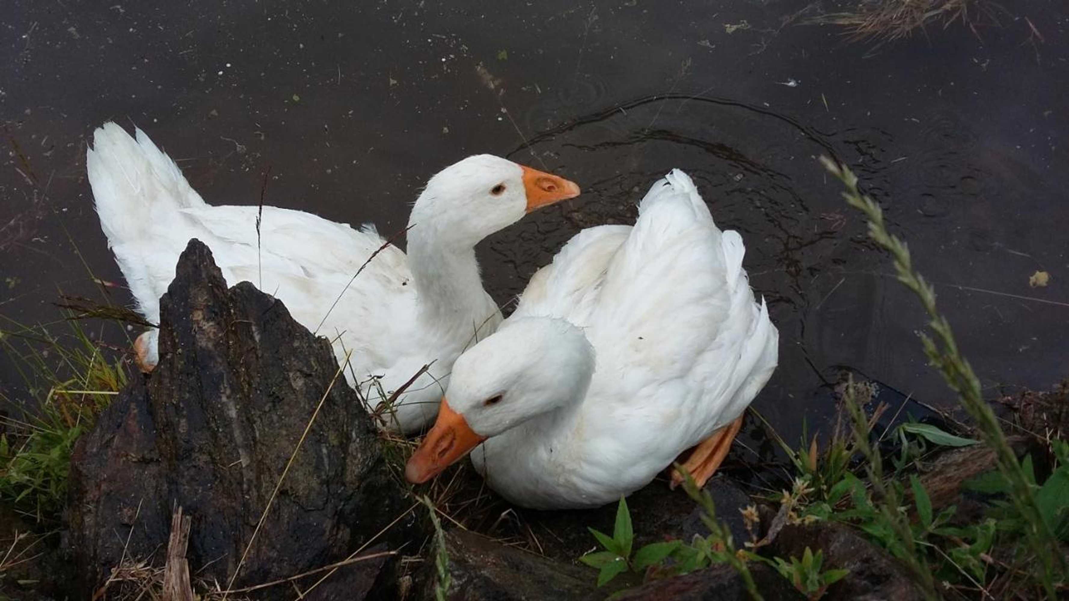 Gift card for Pension Berghof