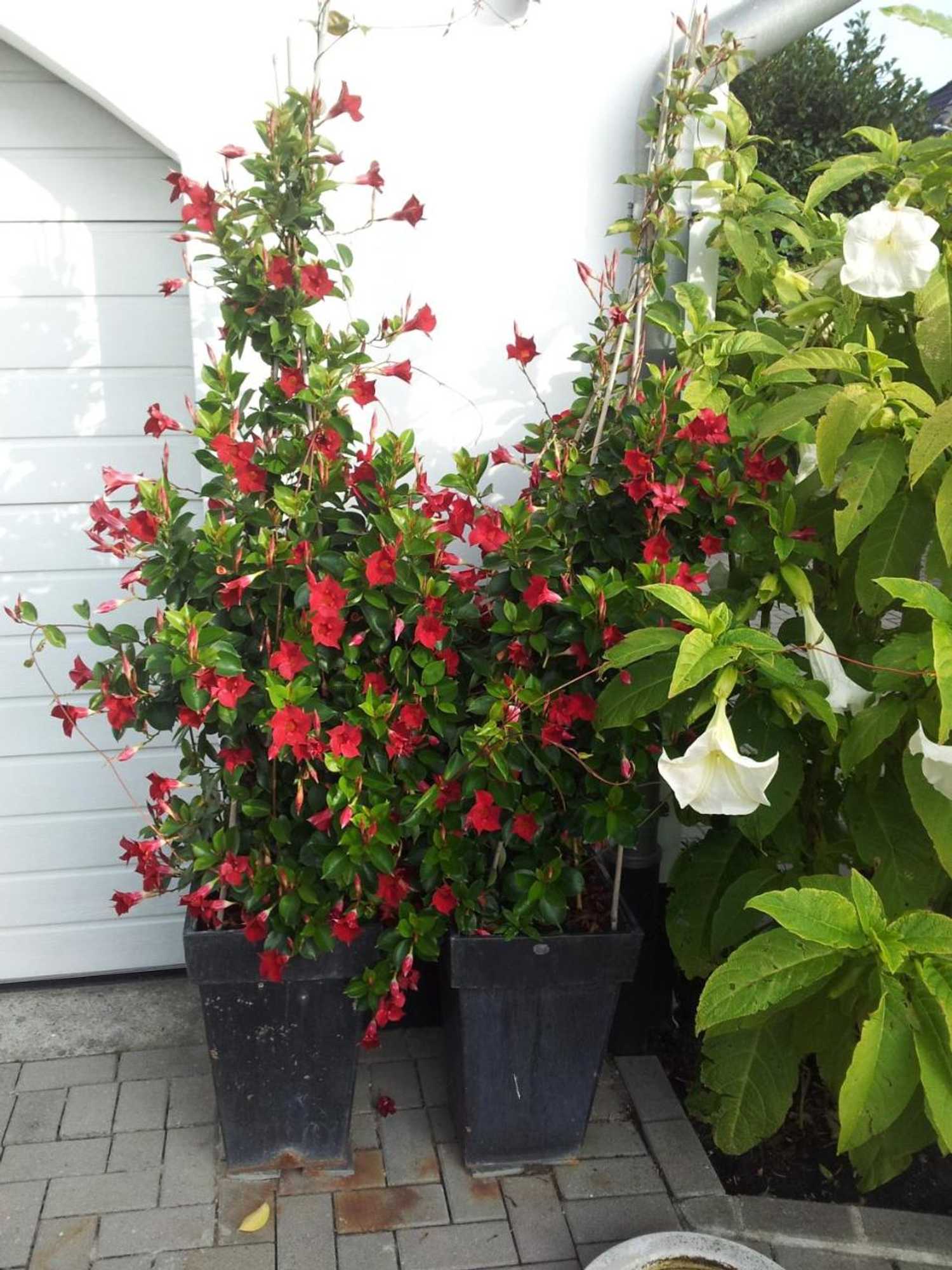 Gift card for De Witte Molen Kranenburg