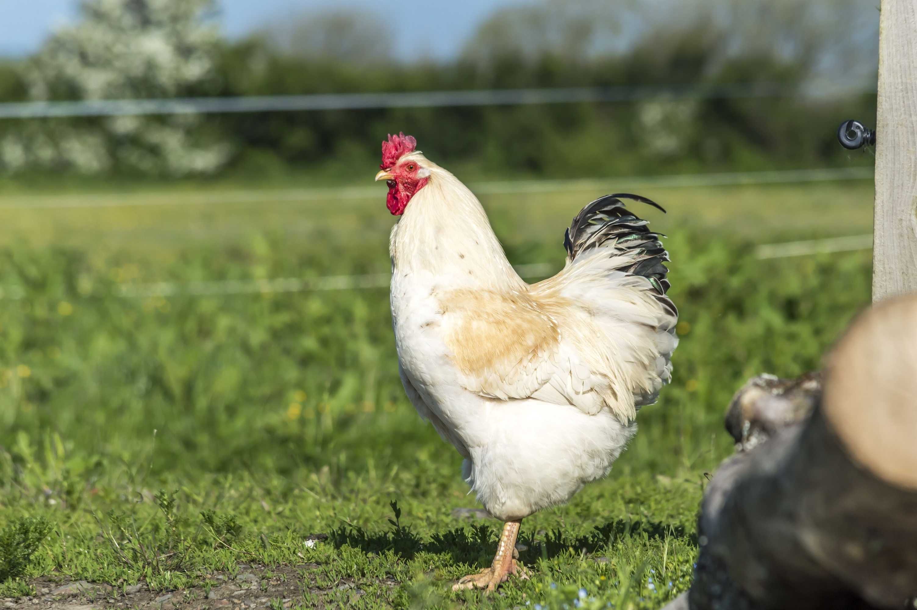 Gift card for Fern Cottage - 1 Bedroom - Tiers Cross