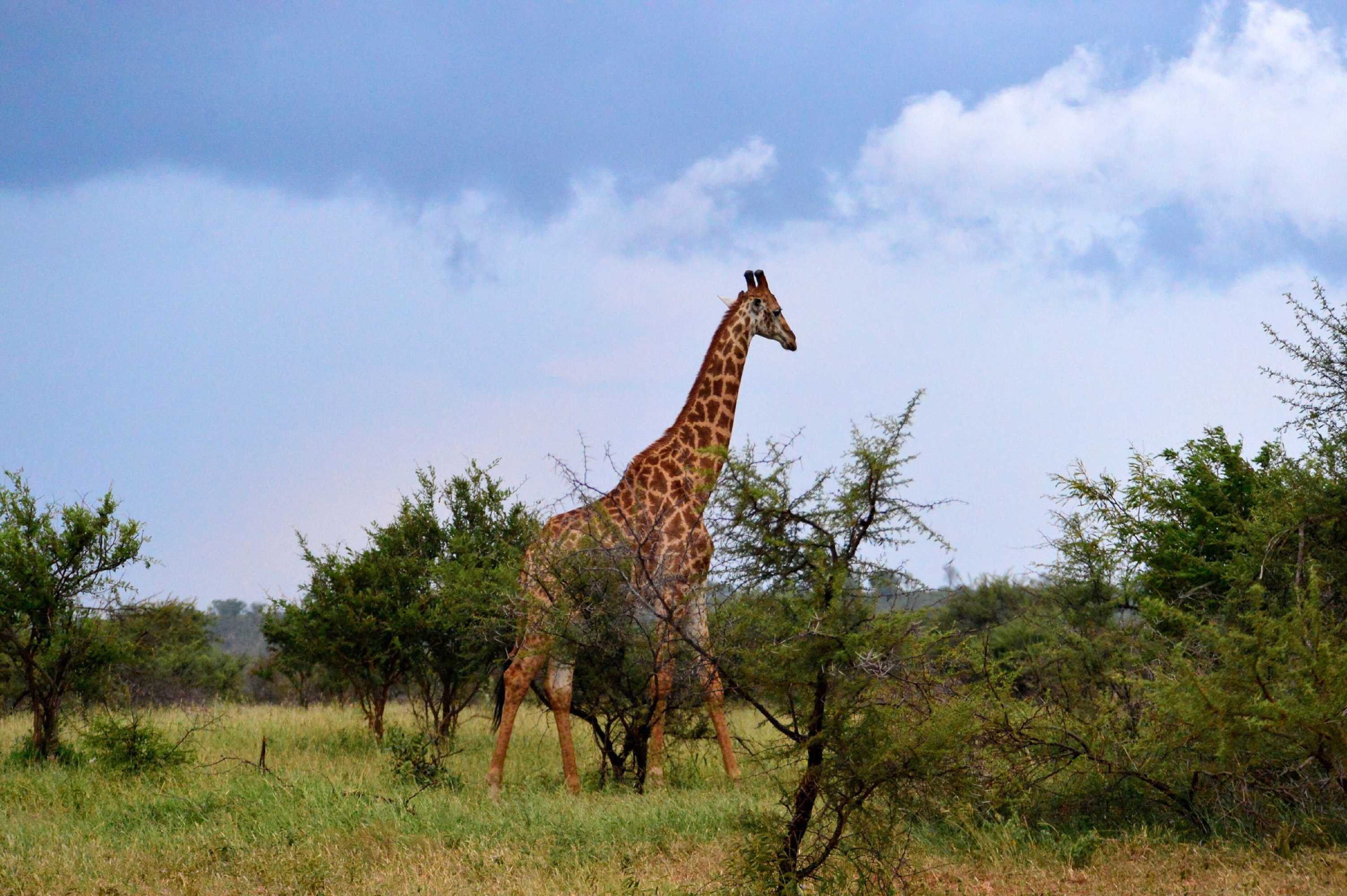 Gift card for Pestana Kruger Lodge Gift card for Pestana Kruger Lodge
