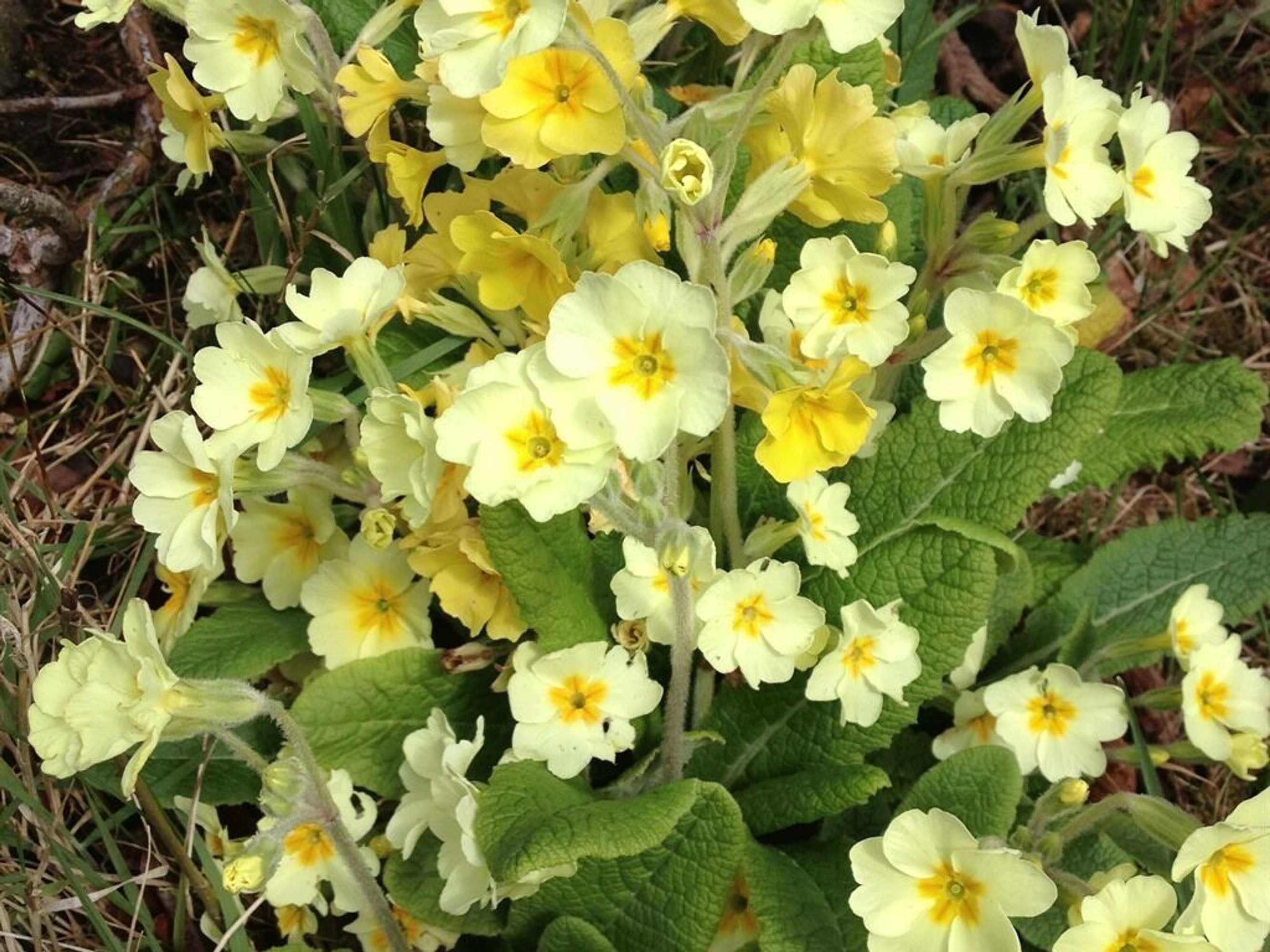 Gift card for Lisnafillan Lodge