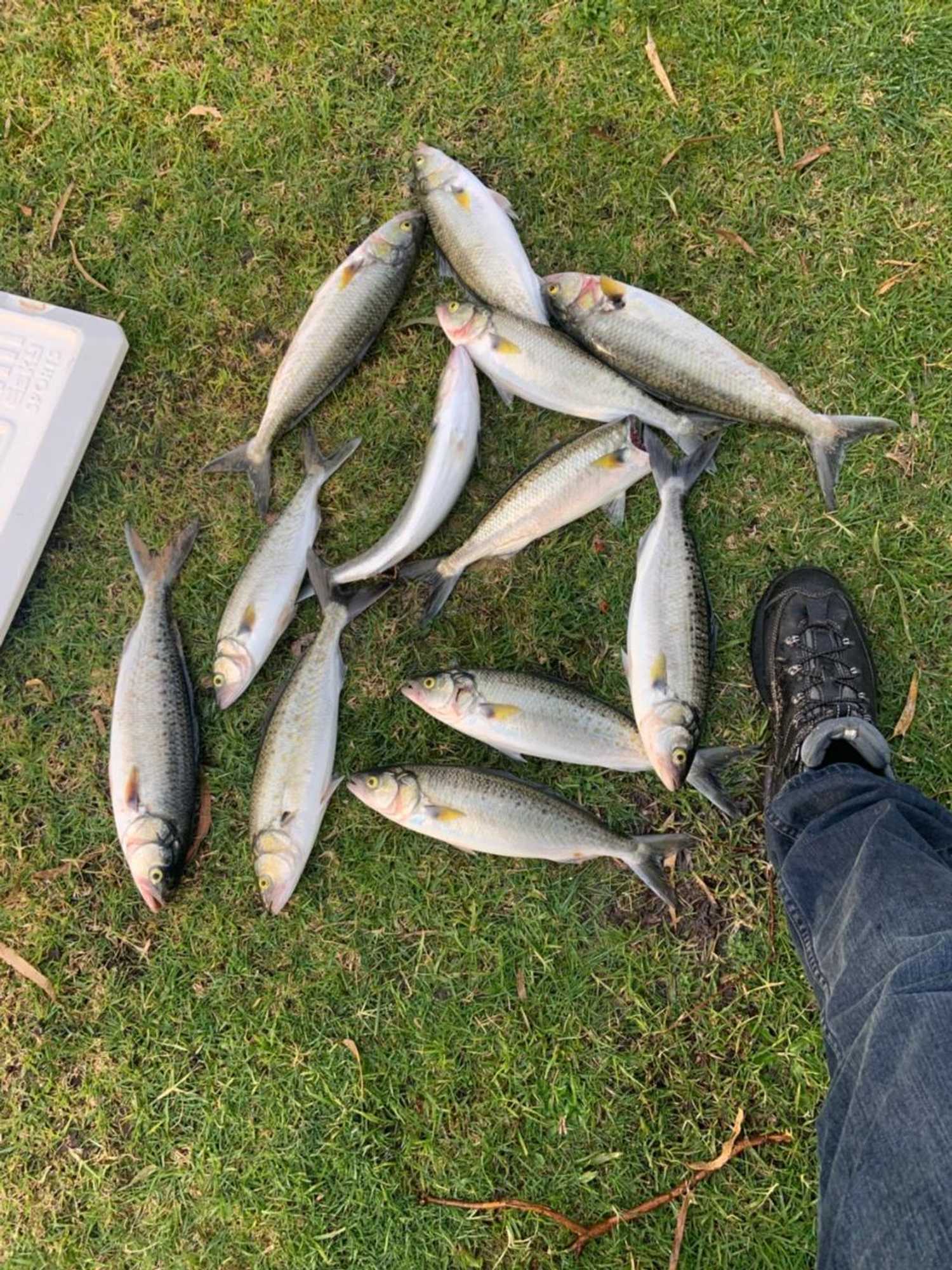 Gift card for Inverloch Cabins & Apartments