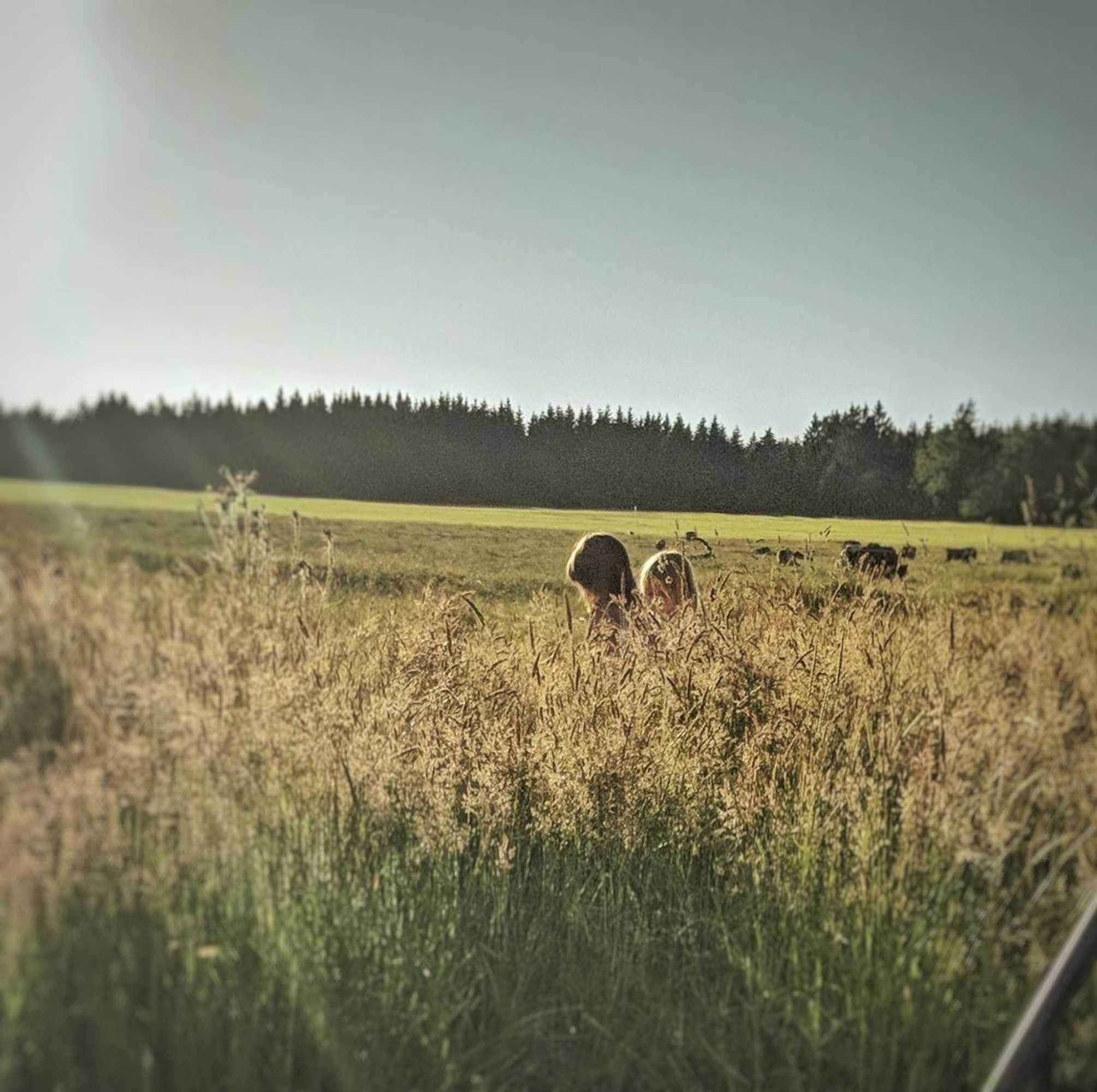 Gift card for Victorhof Landurlaub Deine Auszeit im Grünen, Umgeben Von Wald & Wiesen