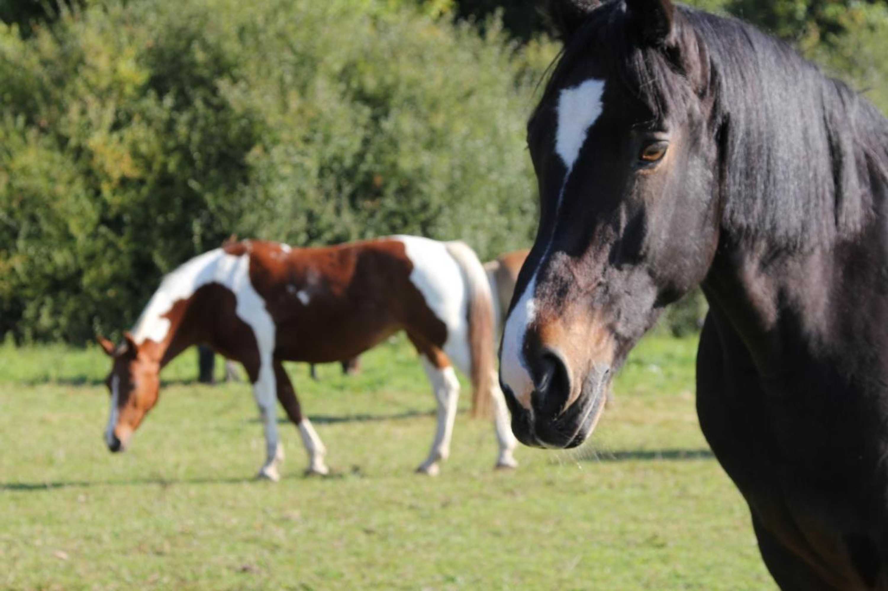 Gift card for Ökonomiehof Klosterlangheim
