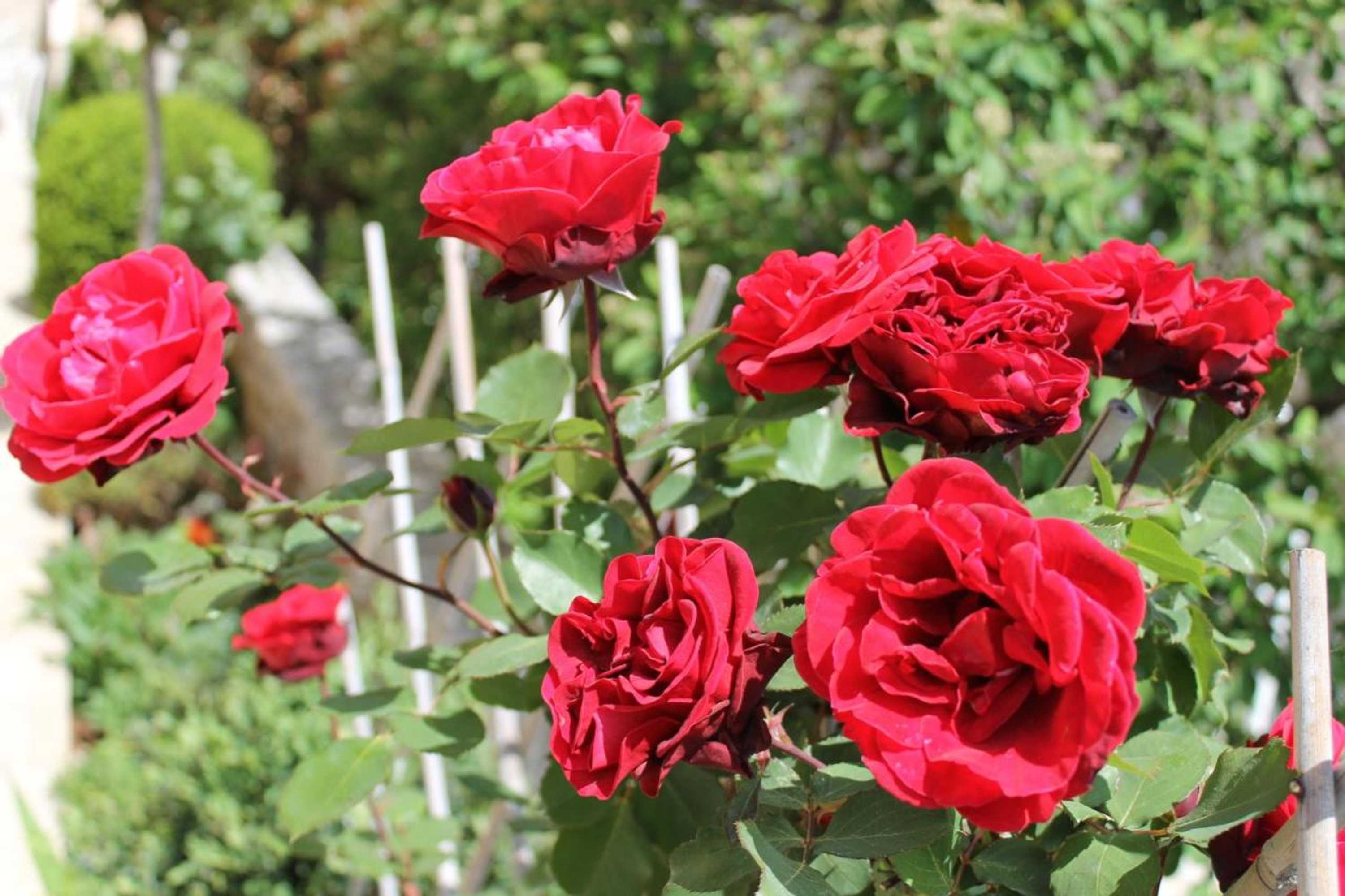 Gift card for Apartments Mareblu