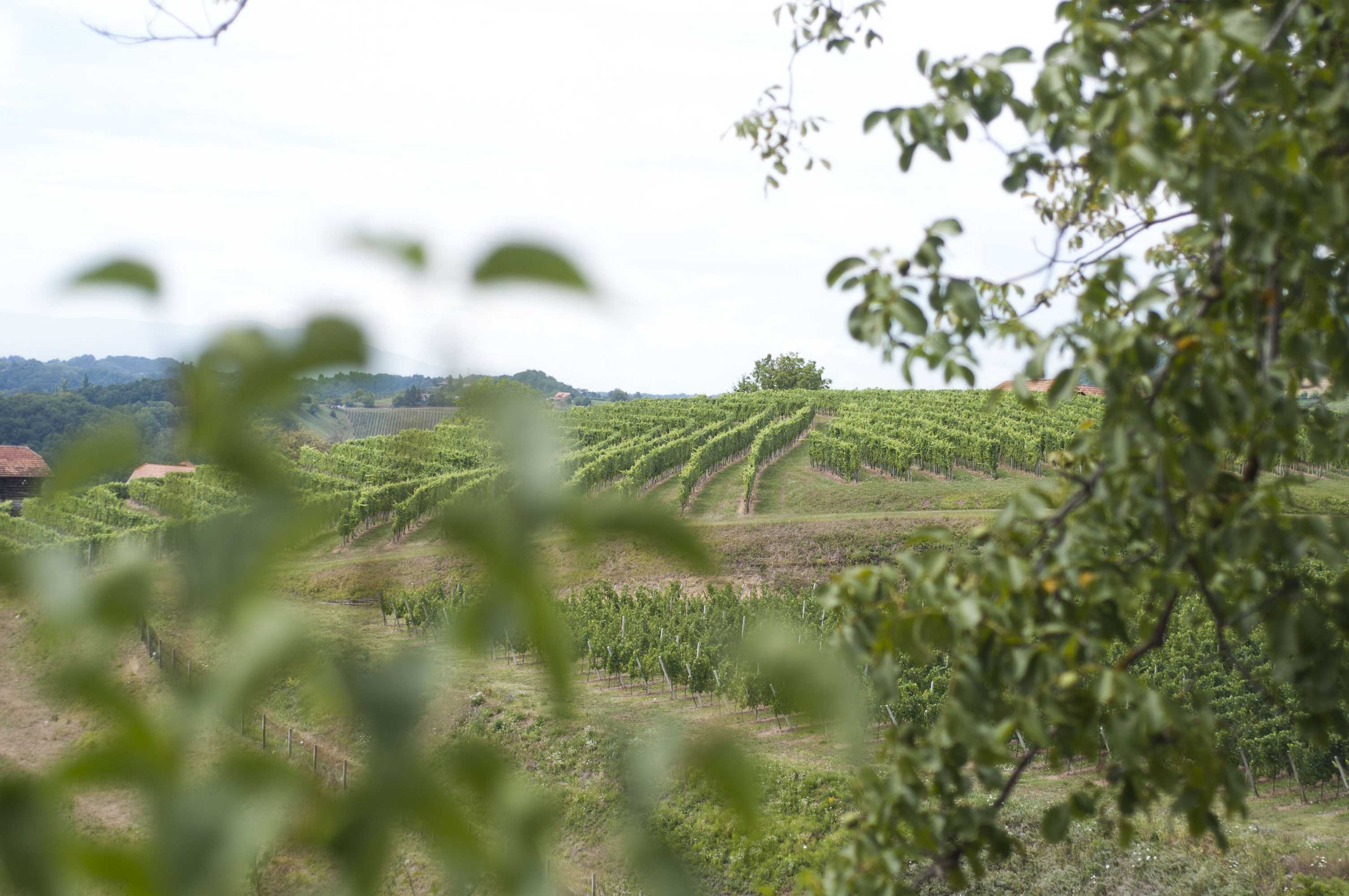 Gift card for Country House Srček With Two Bedrooms And Vineyard View Gift card for Country House Srček With Two Bedrooms And Vineyard View