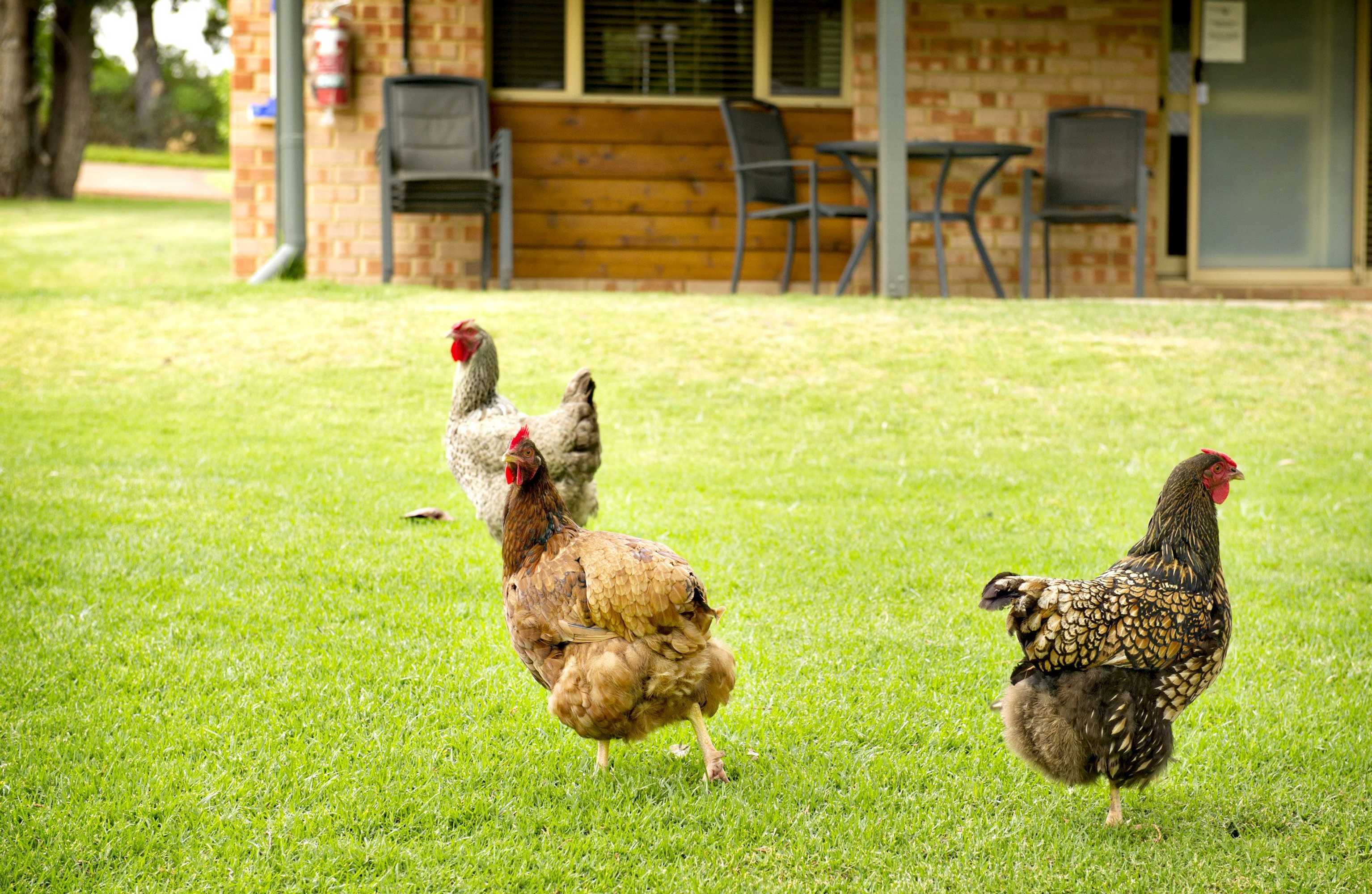 Gift card for Peppermint Brook Cottages Gift card for Peppermint Brook Cottages