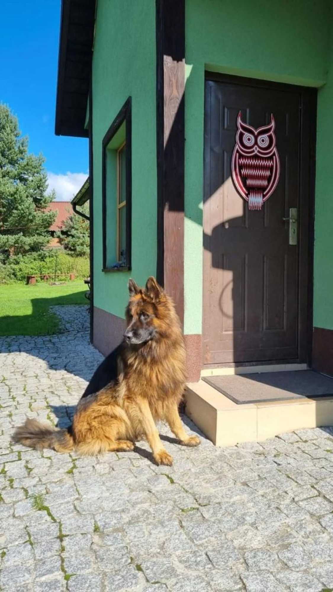 Gift card for Dach Pod Sową