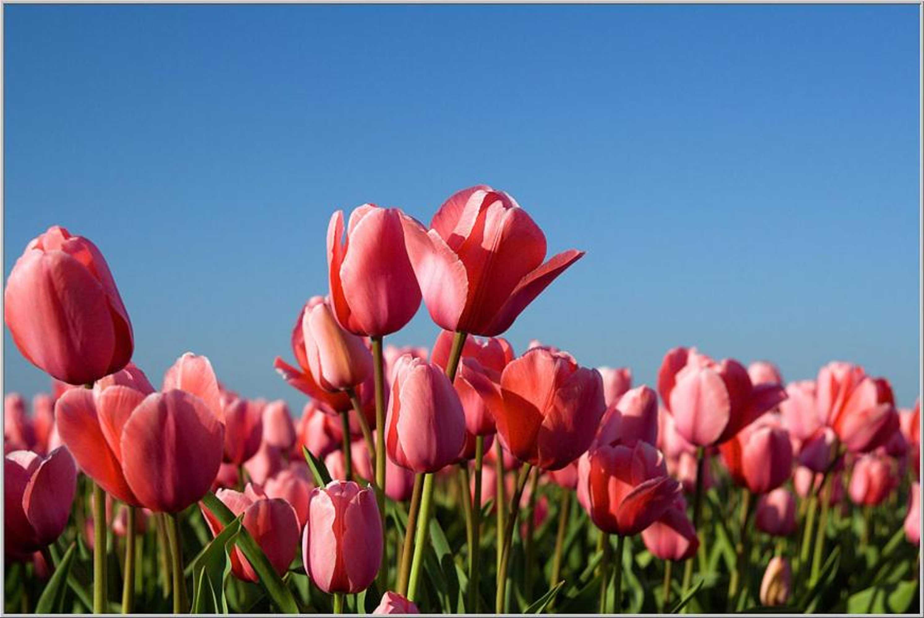 Gift card for Zonnig Zuid