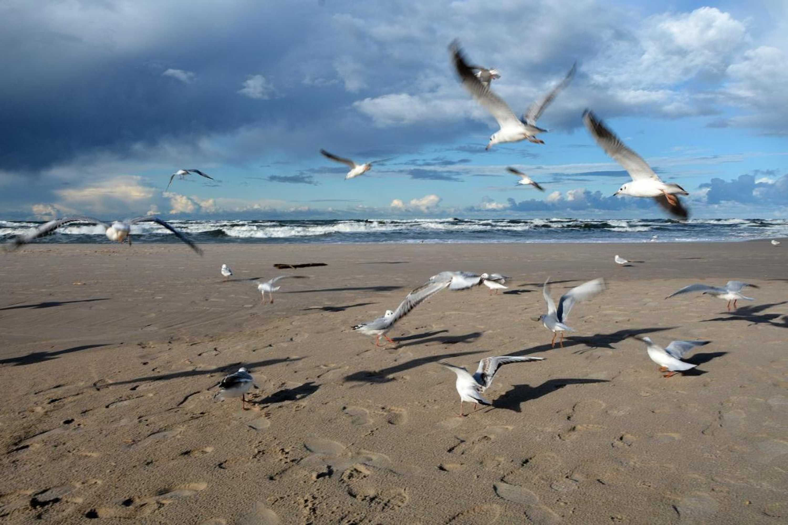 Gift card for Willa Victor