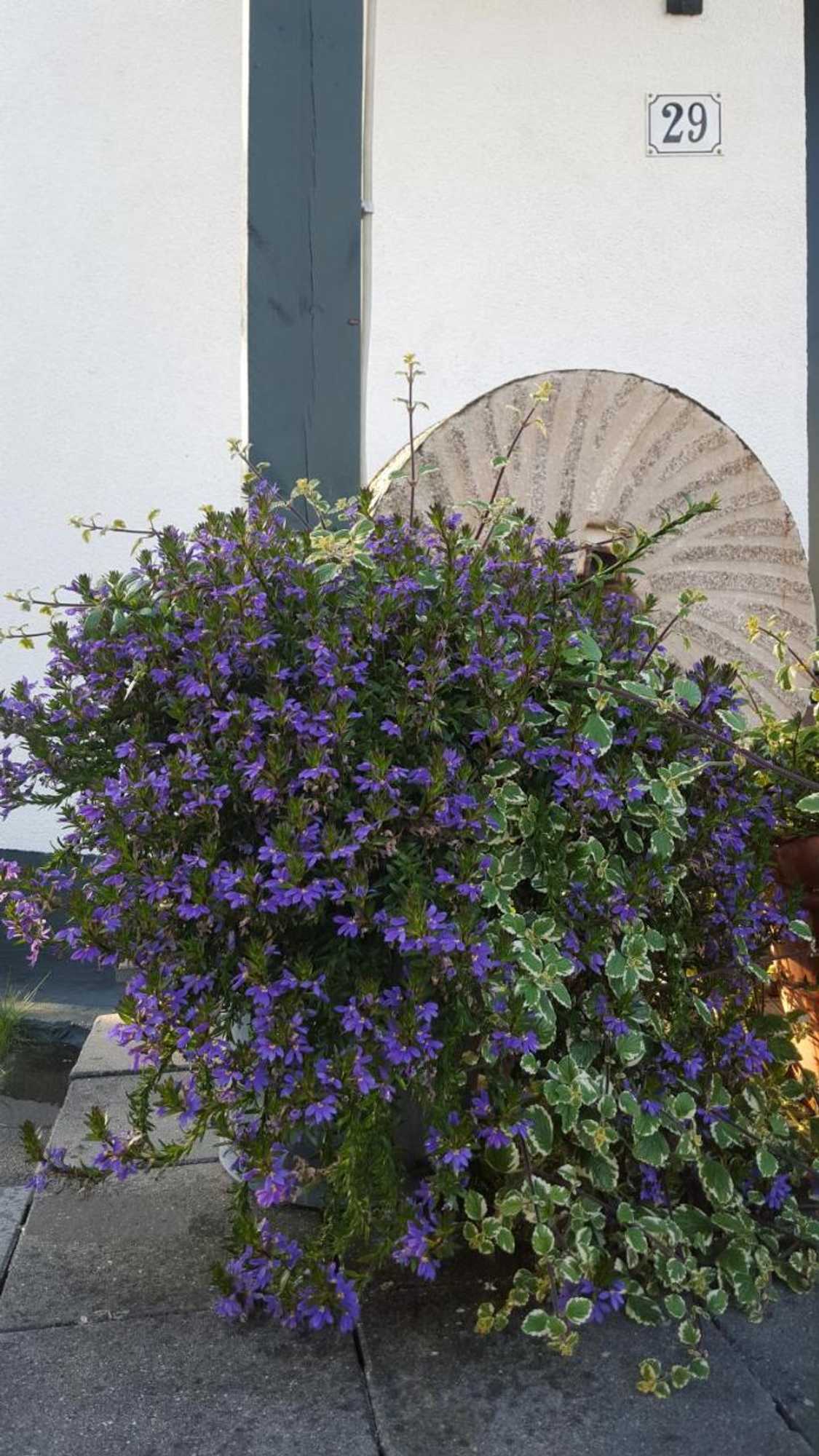 Gift card for De Witte Molen Kranenburg