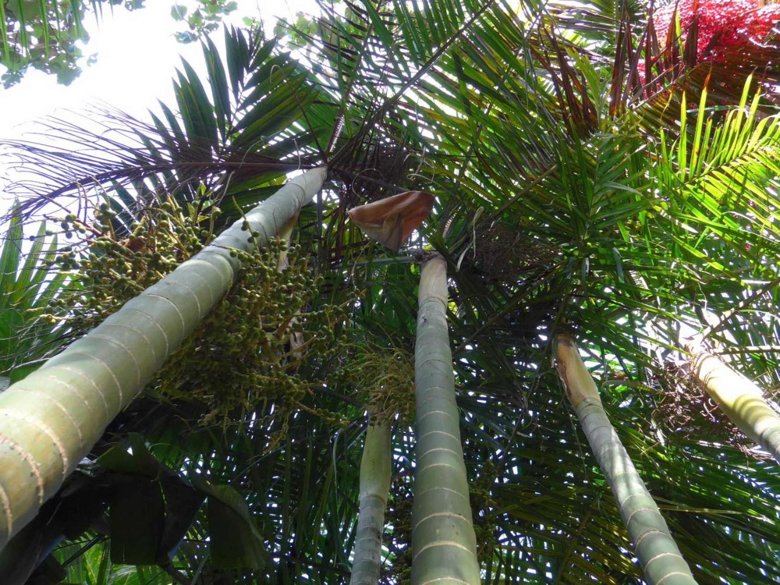 Gift card for Wharepuke Subtropical Accommodation Gift card for Wharepuke Subtropical Accommodation