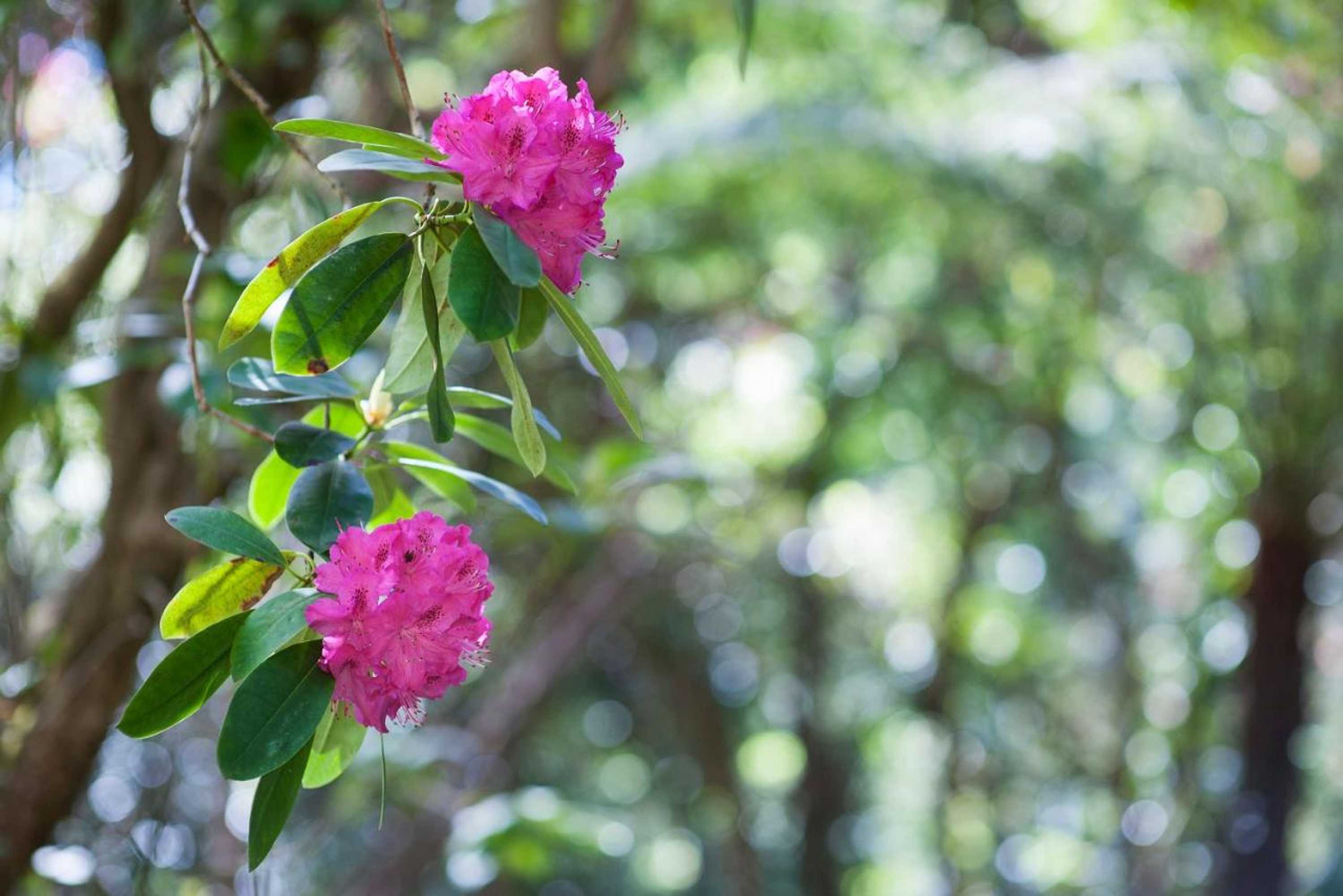 Gift card for Linden Gardens Rainforest Retreat