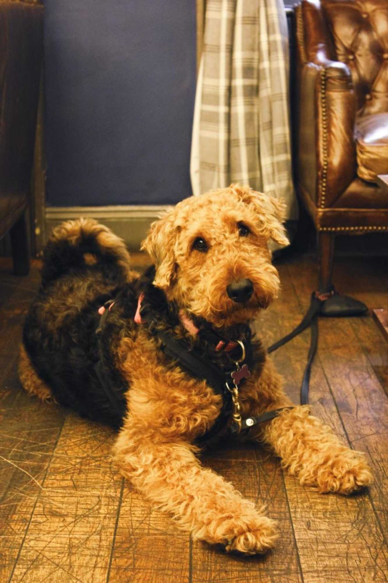 Gift card for The Kings Arms Gift card for The Kings Arms