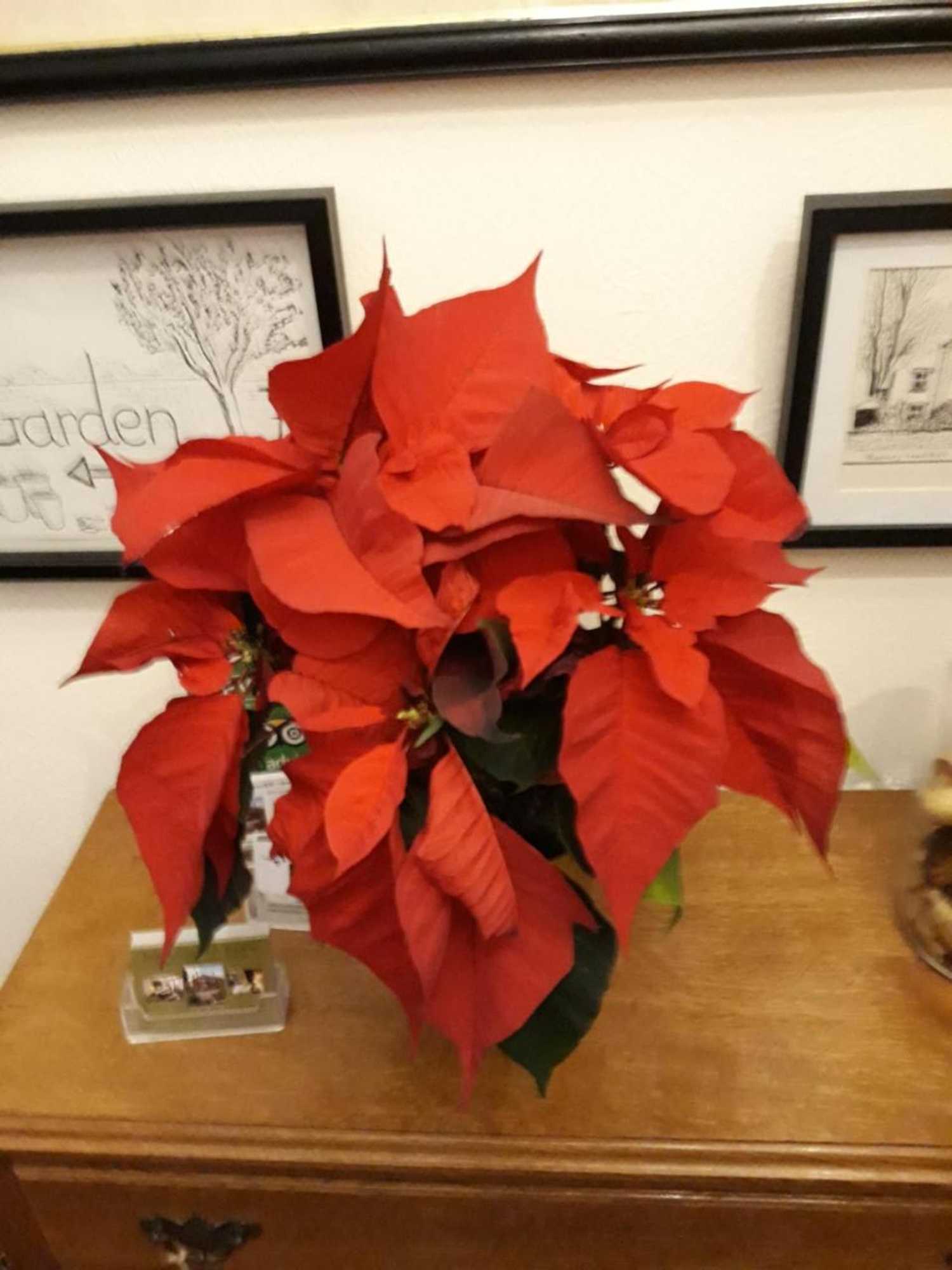 Gift card for Banbury Cross B&b