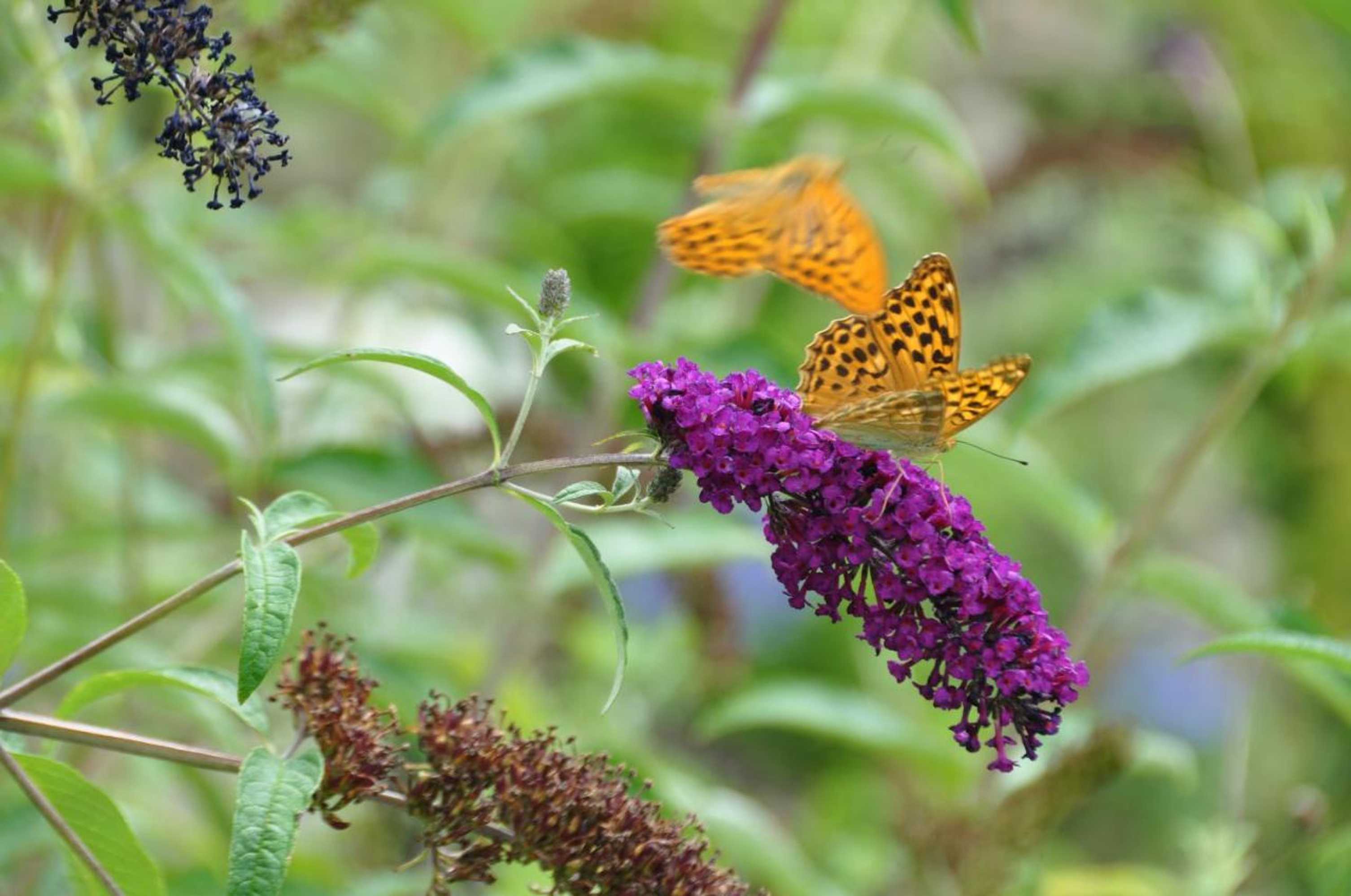 Gift card for Le Mas du Perthus