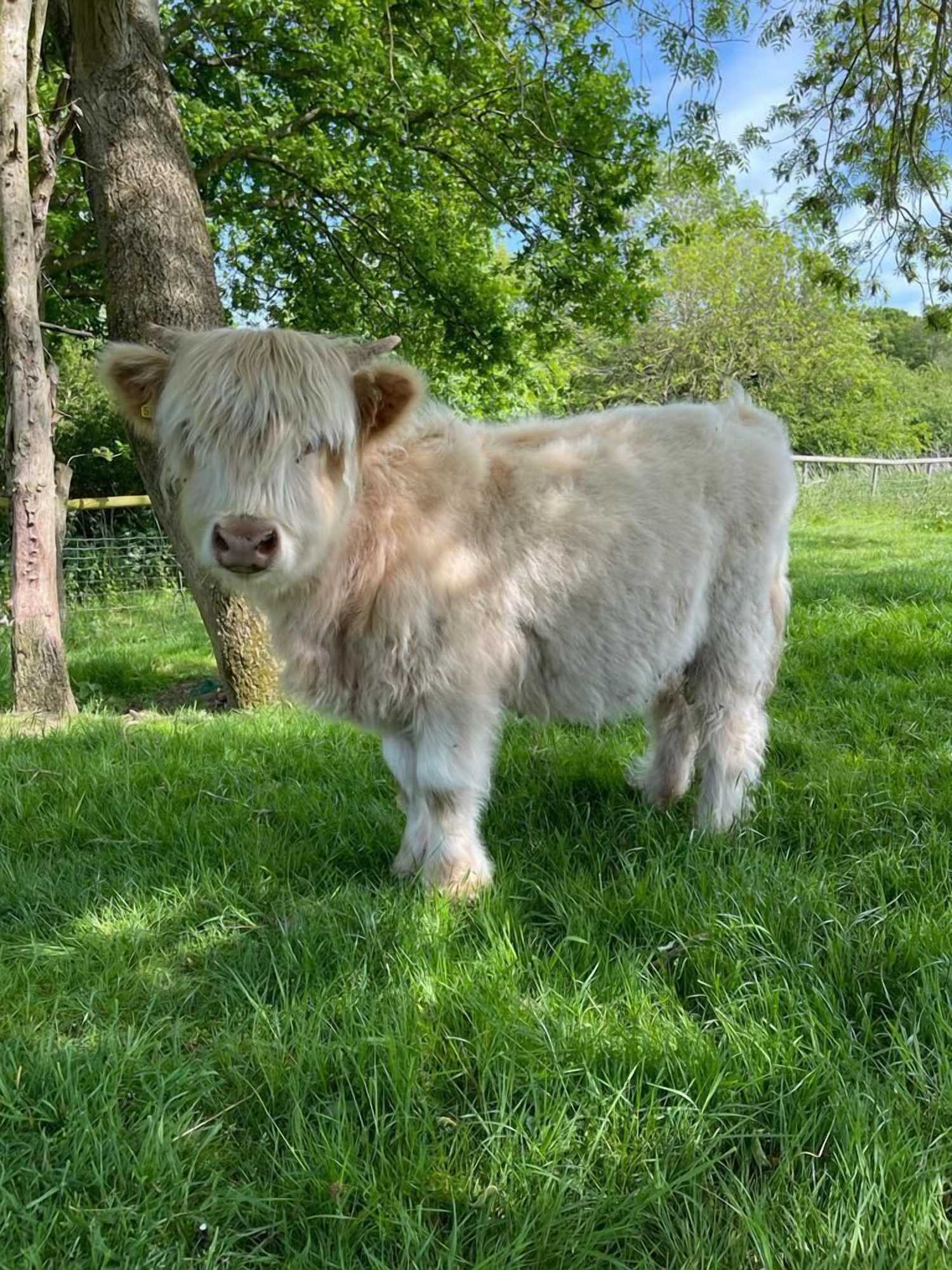 Gift card for Coltsfoot Country Retreat