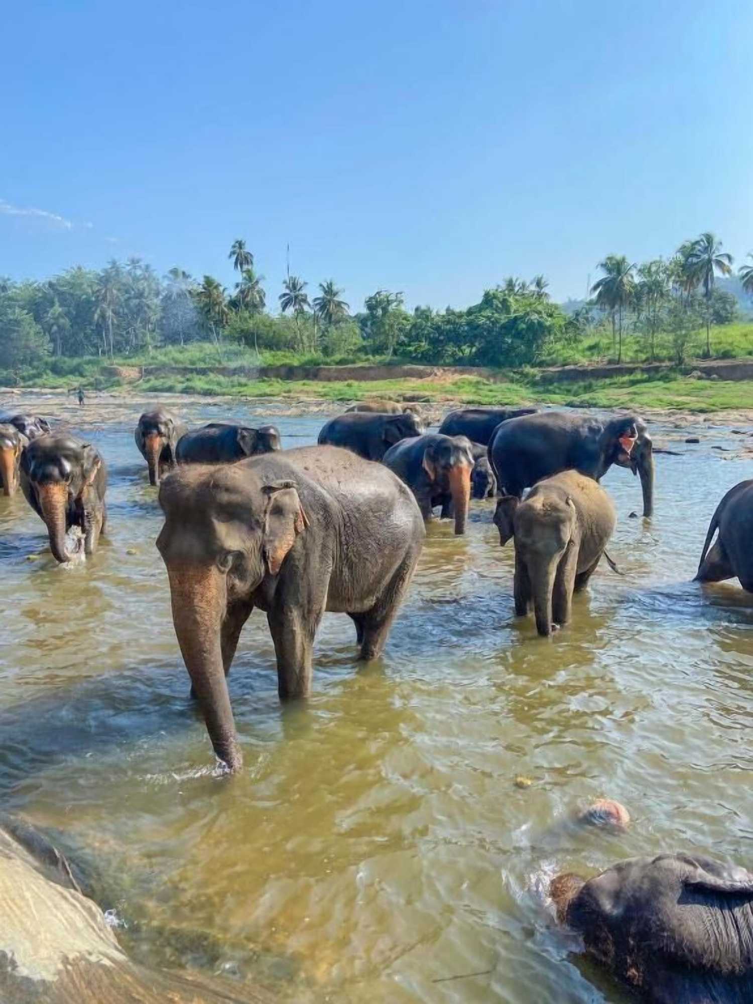 Gift card for Elepath Lodge - Pinnawala