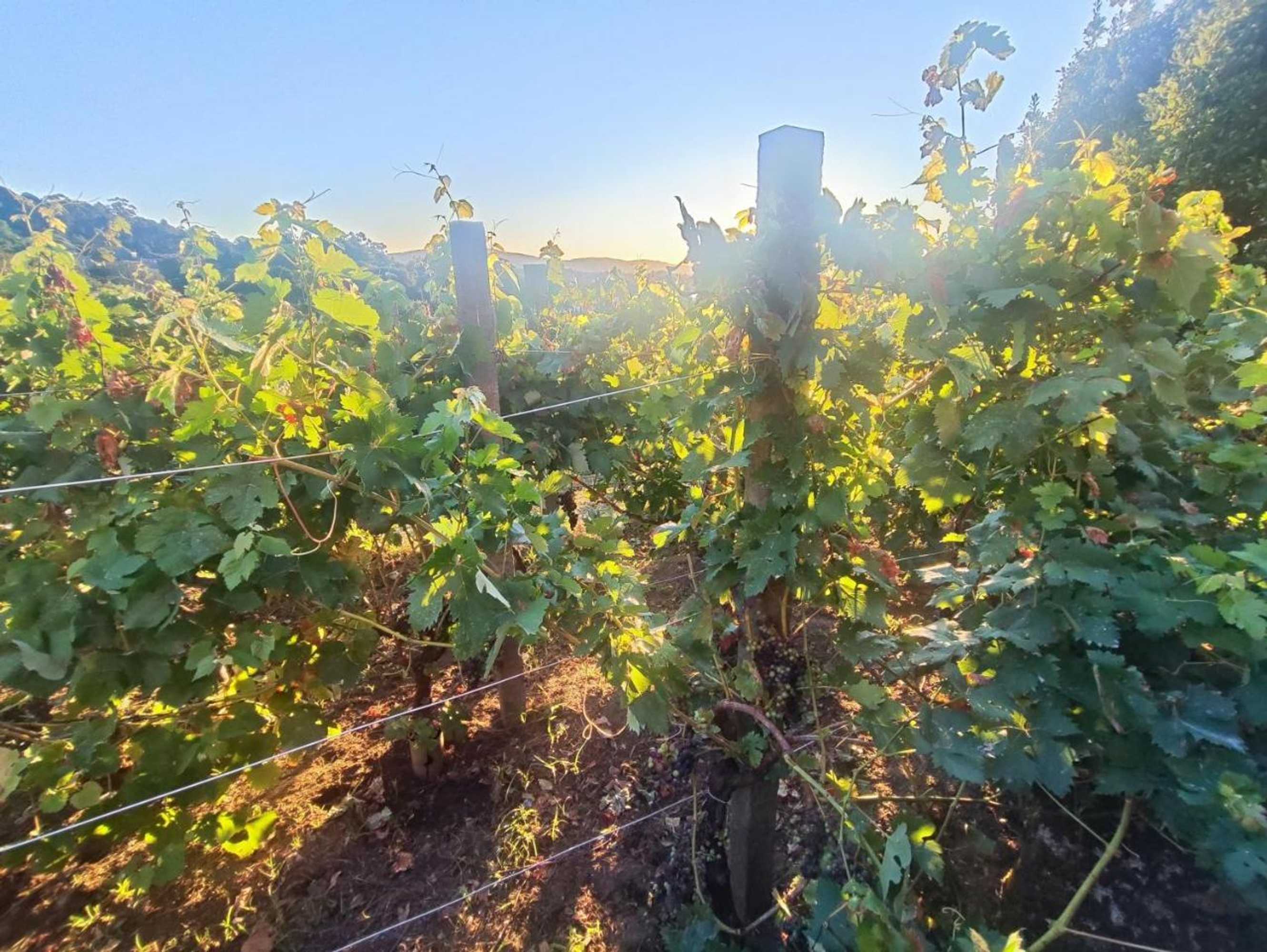 Gift card for Hotel Apartamento Marouco