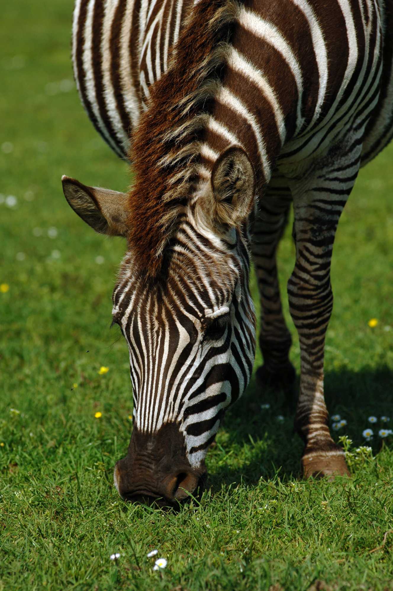 Gift card for Brijuni Rooms Karmen