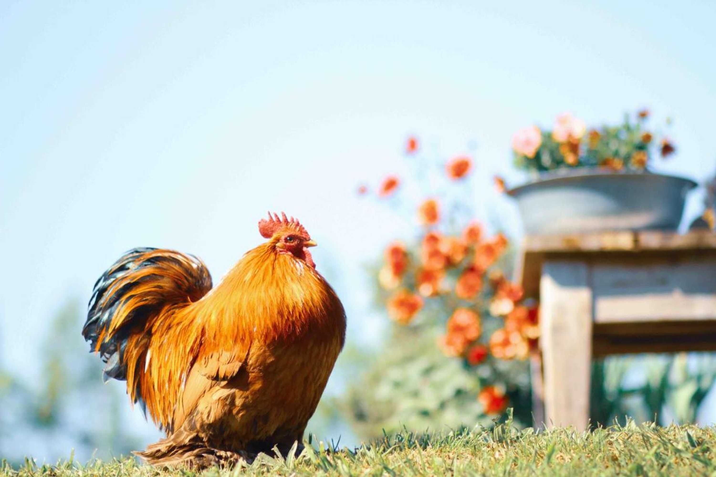 Gift card for Tulpenhuys