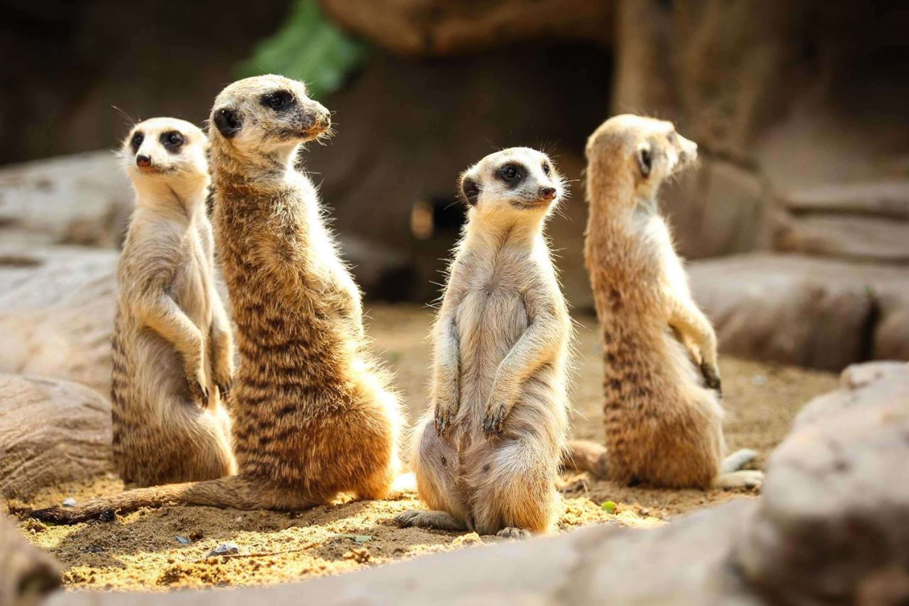 Gift card for The Old Bell Inn