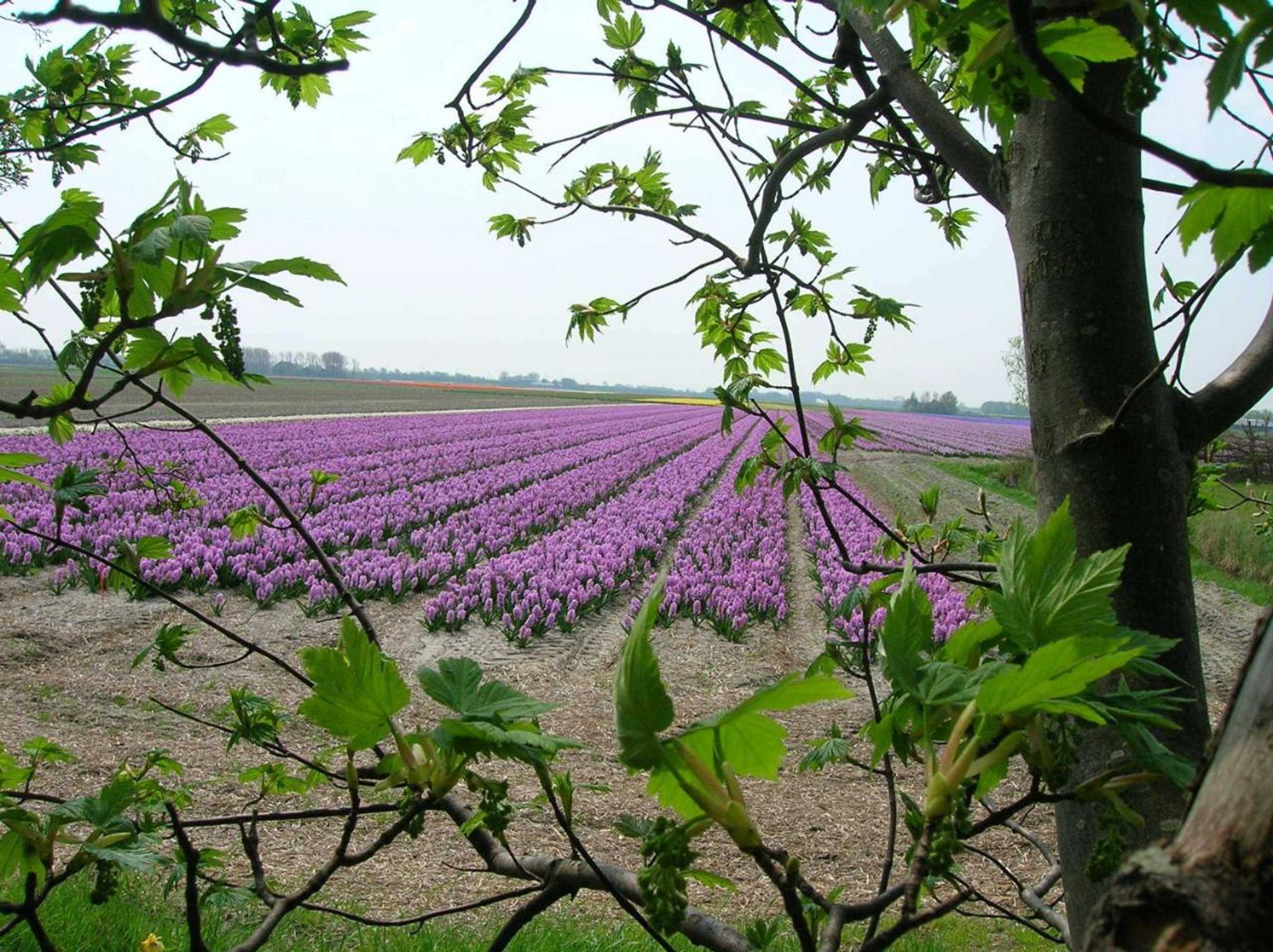 Gift card for Appels en Peren Bed And Breakfast