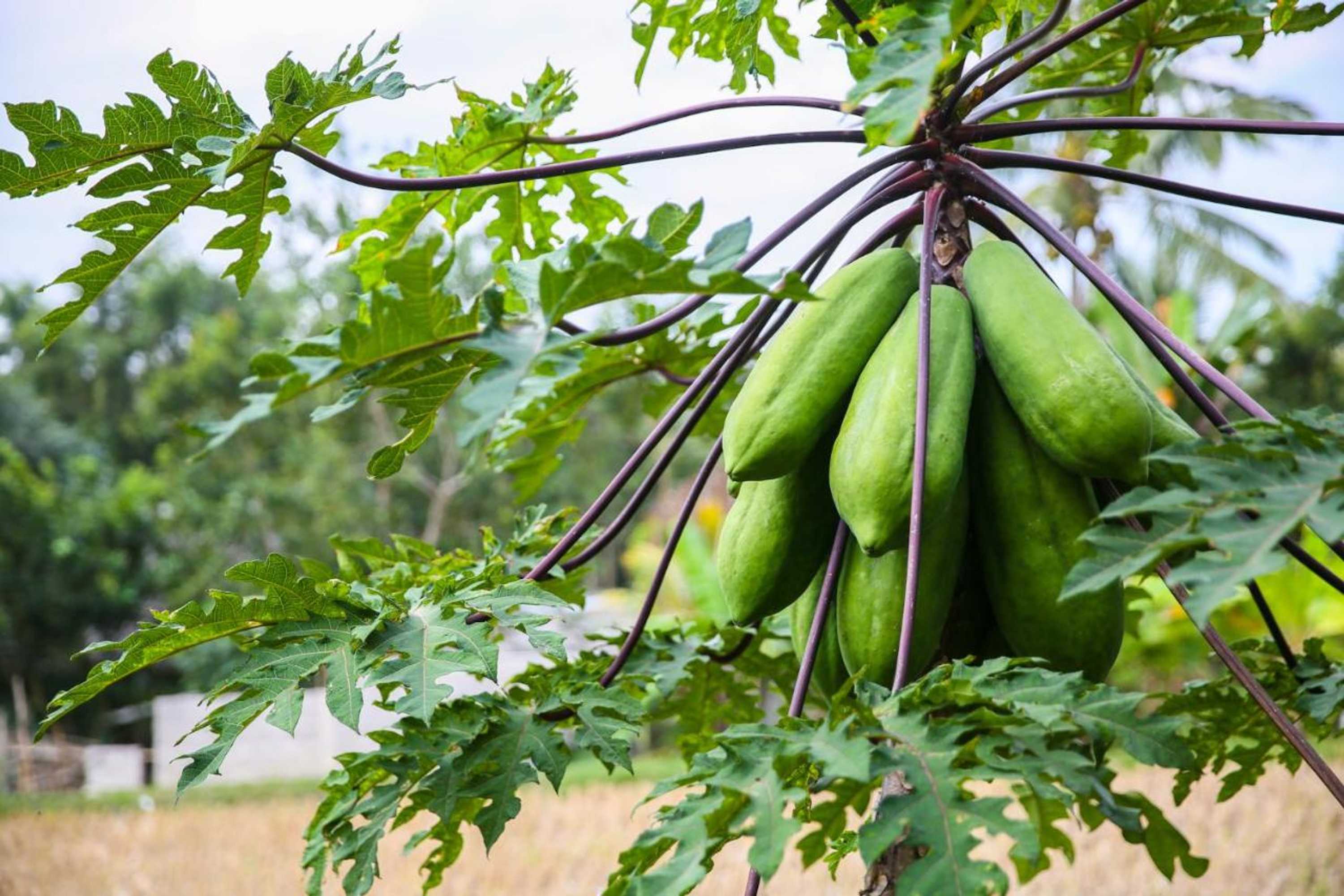 Gift card for Kembang Kuning Cottages