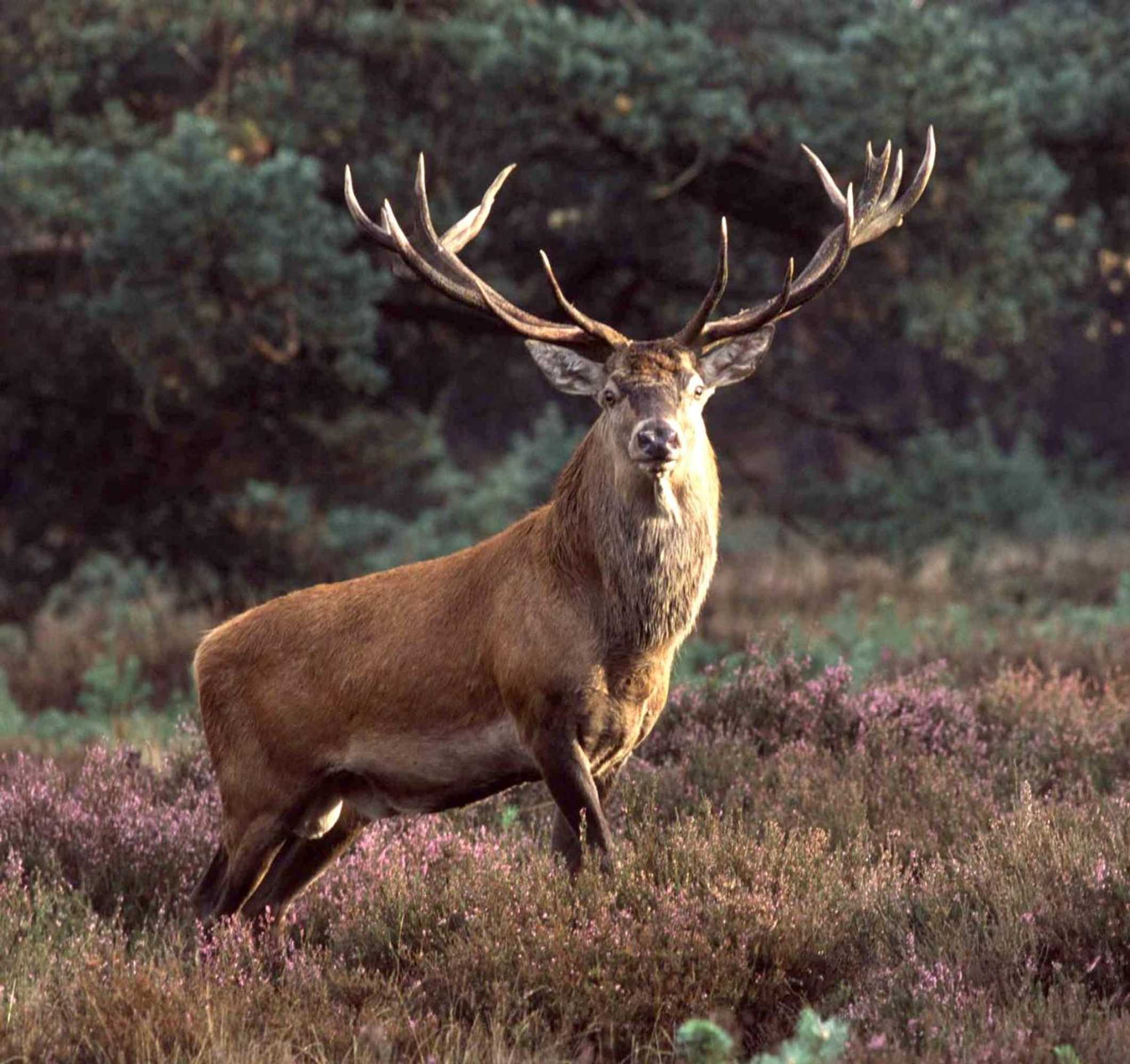 Gift card for Bakhuisje