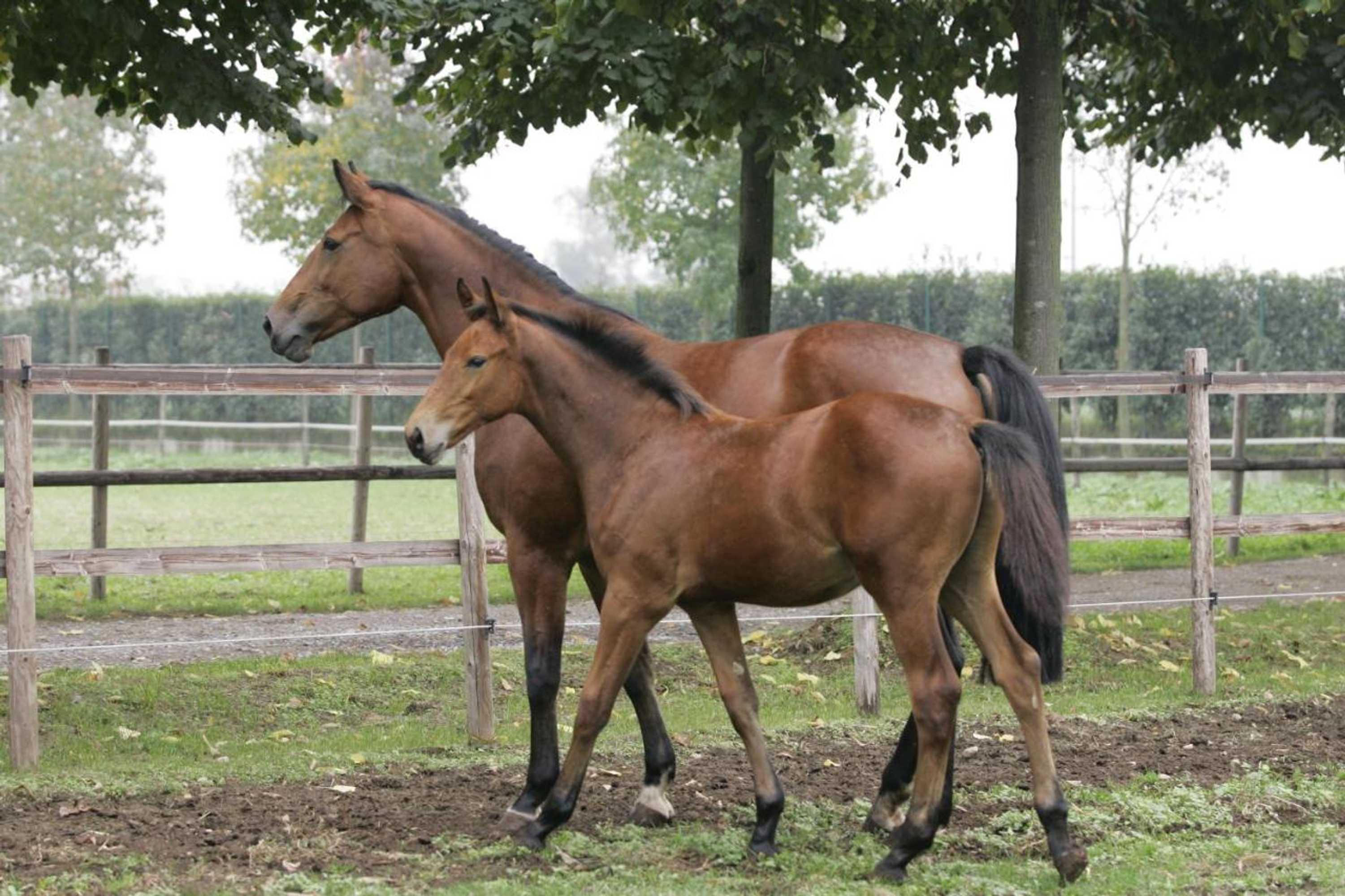 Gift card for San Giacomo Horses & Agriturismo Gift card for San Giacomo Horses & Agriturismo