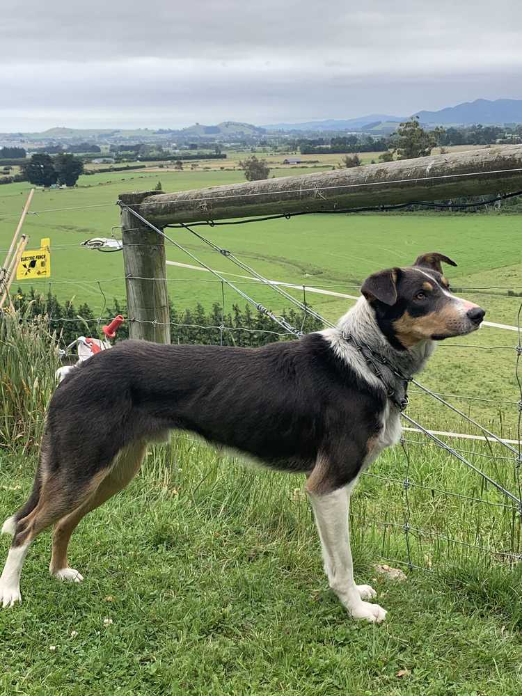 Gift card for Cubby House Stay - Kaikoura
