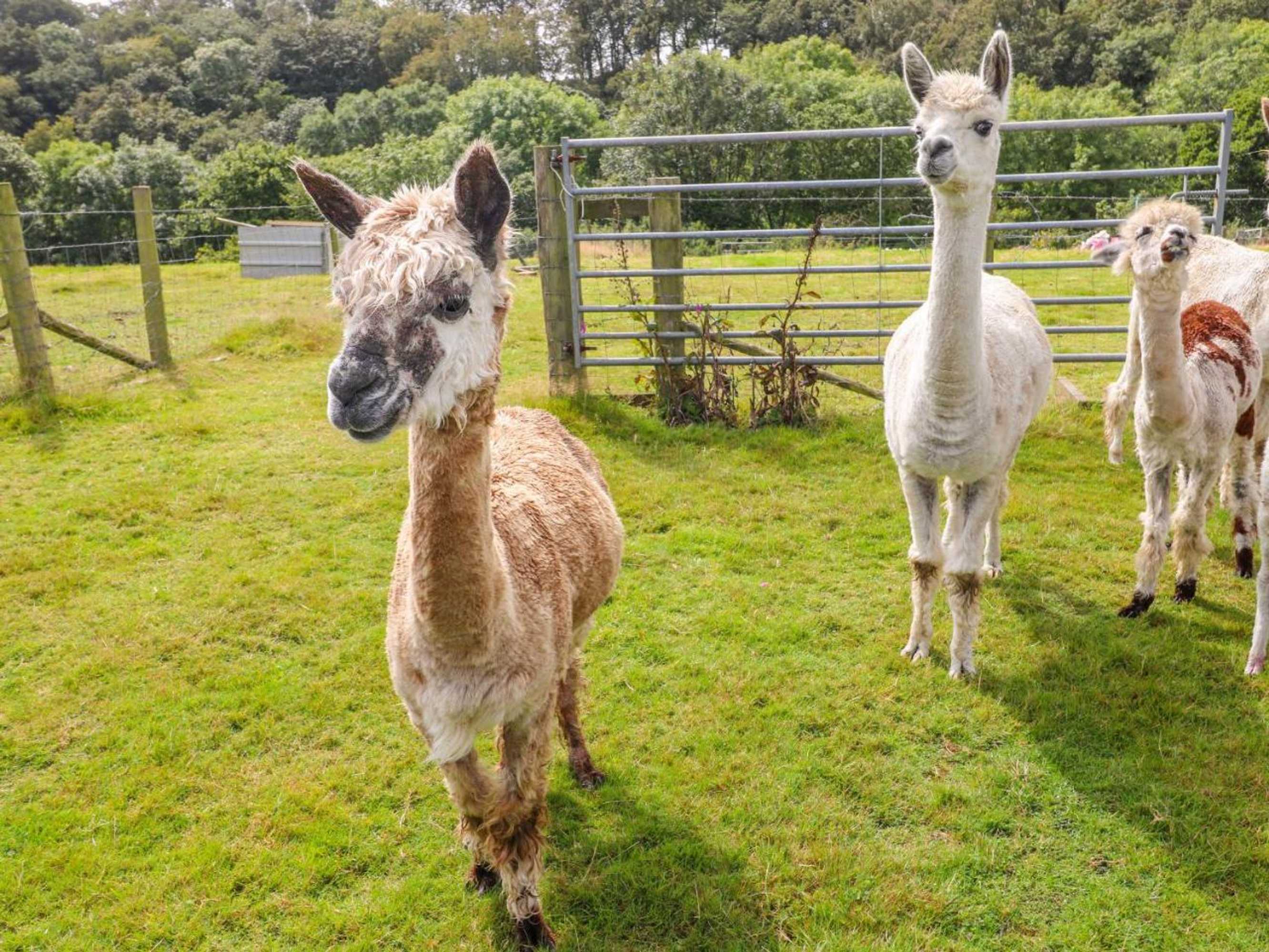 Gift card for Shepherds Hut - The Hurdle