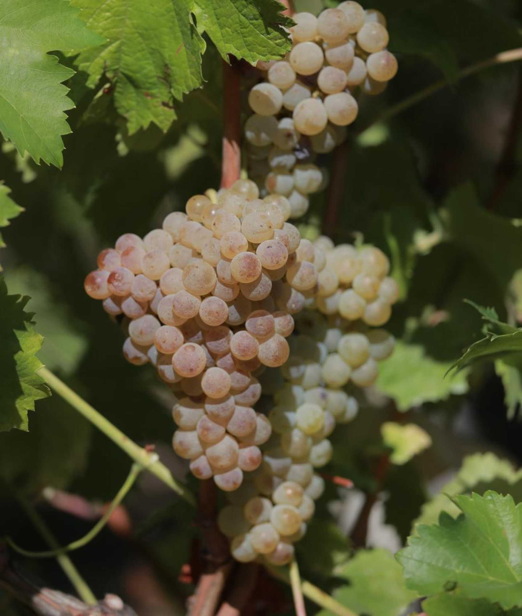 Gift card for Quinta de Beiredos Gift card for Quinta de Beiredos