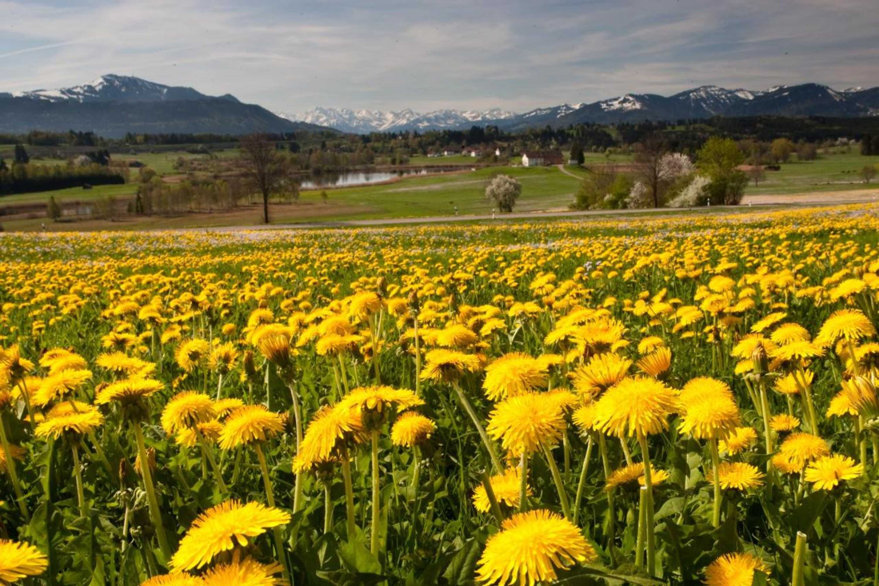 Gift card for Hotel Waldhorn