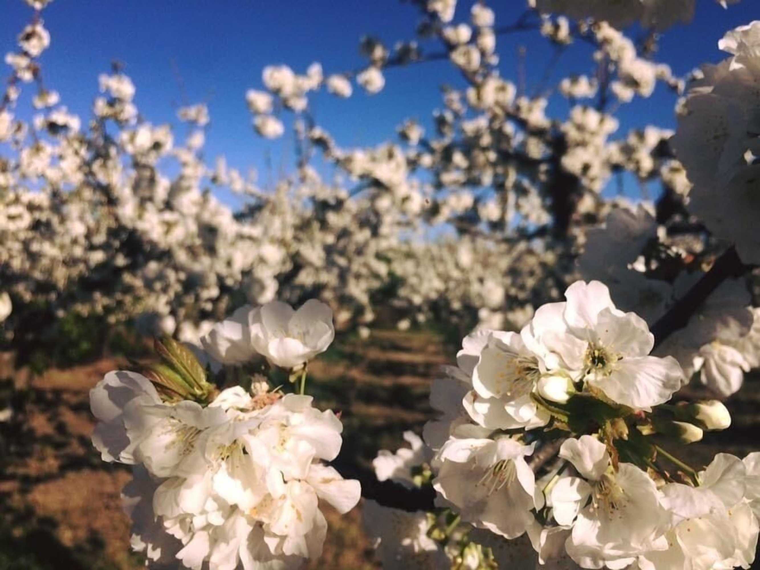 Gift card for Quinta da Pereira