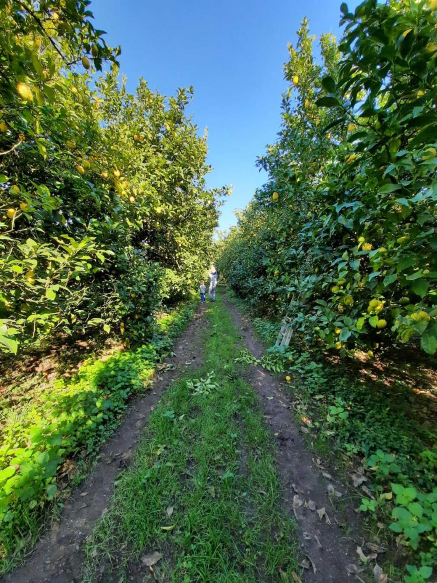 Gift card for Quinta de Castelhão