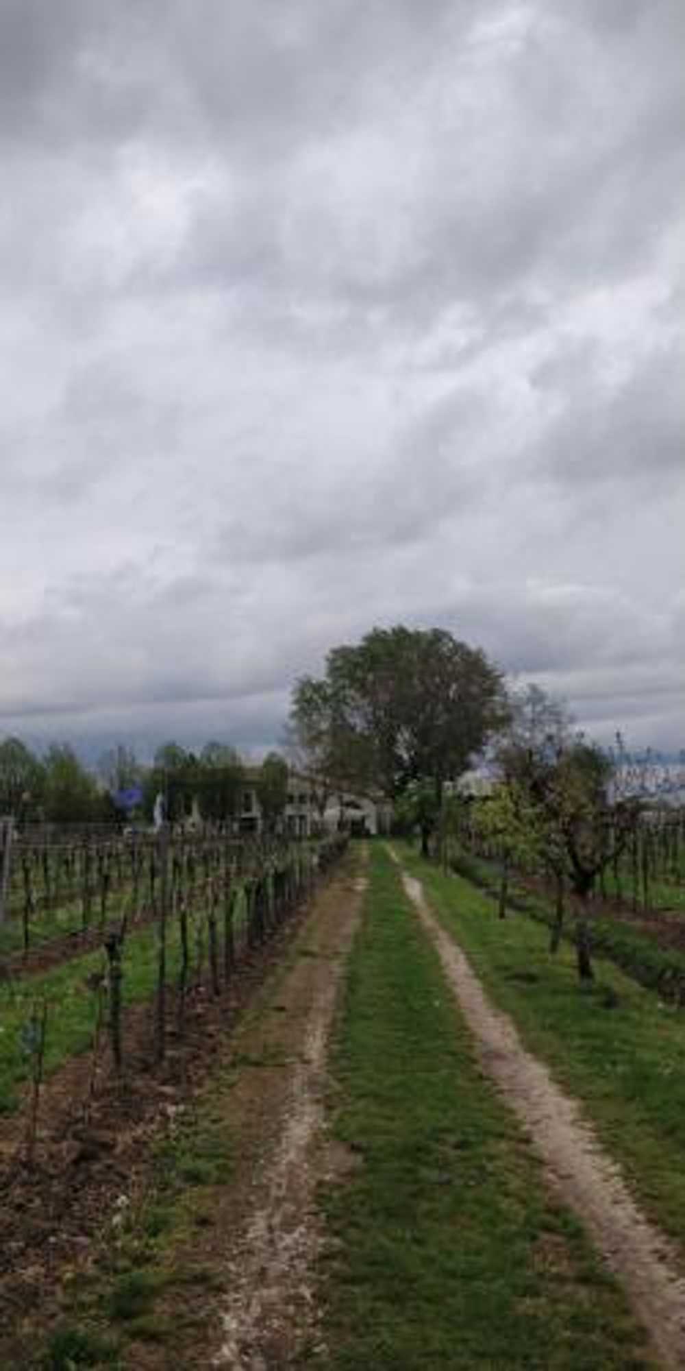 Gift card for Agriturismo L'albara - Wines, Pool & Spa Gift card for Agriturismo L'albara - Wines, Pool & Spa