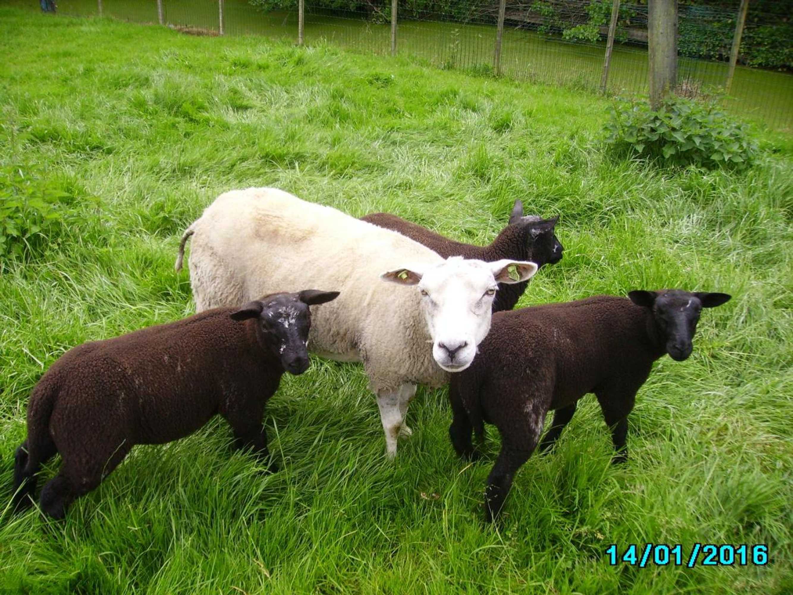 Gift card for Het Jaarsveldhof