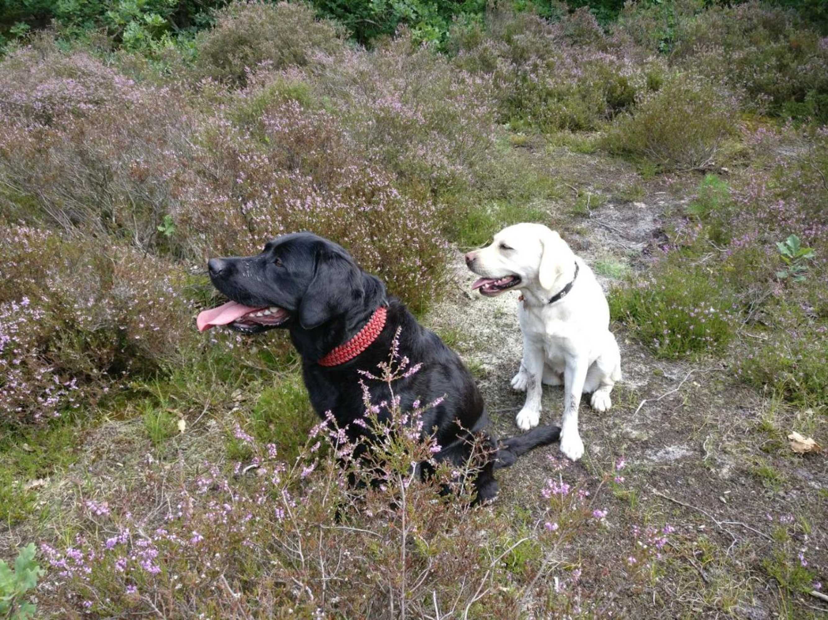 Gift card for B&b Be Our Guest