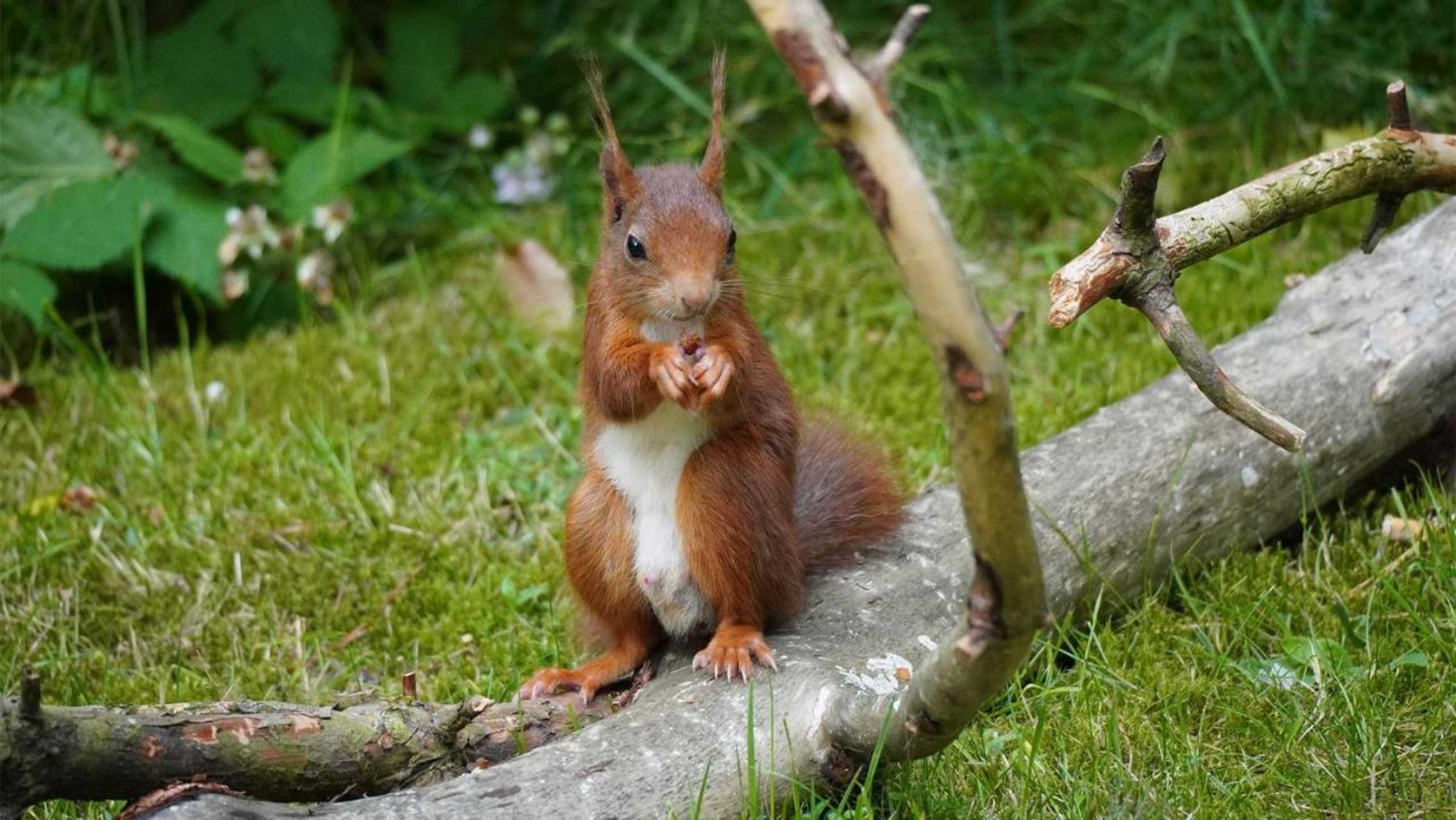 Gift card for Molecaten Park Landgoed Ginkelduin