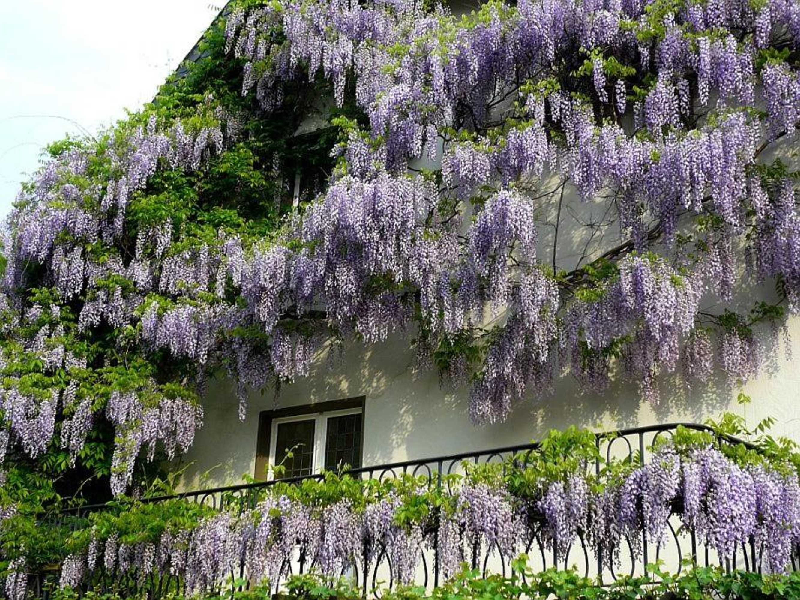 Gift card for Hotel Rosenhaus Garni