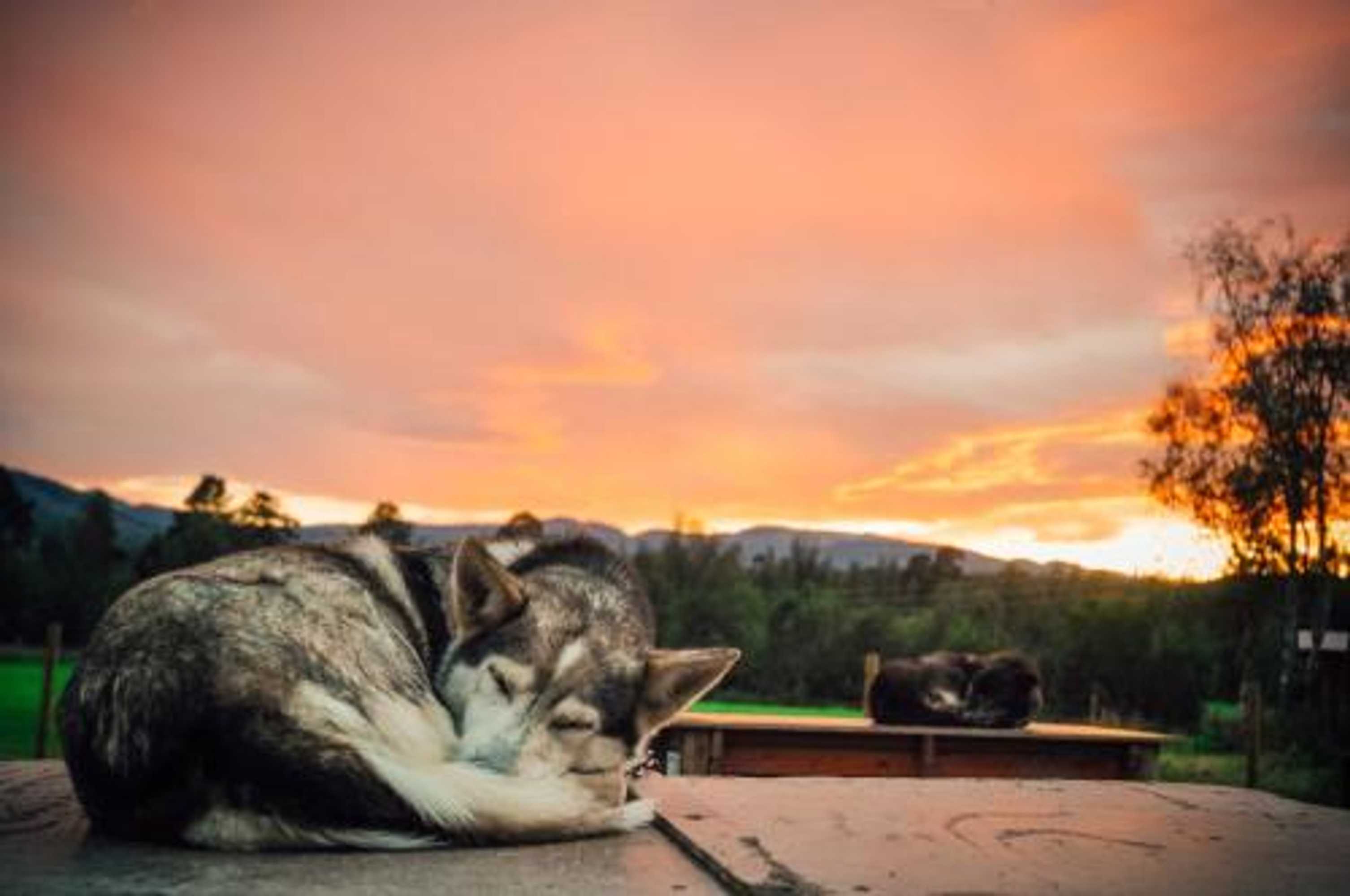 Gift card for Holmen Husky Lodge Gift card for Holmen Husky Lodge