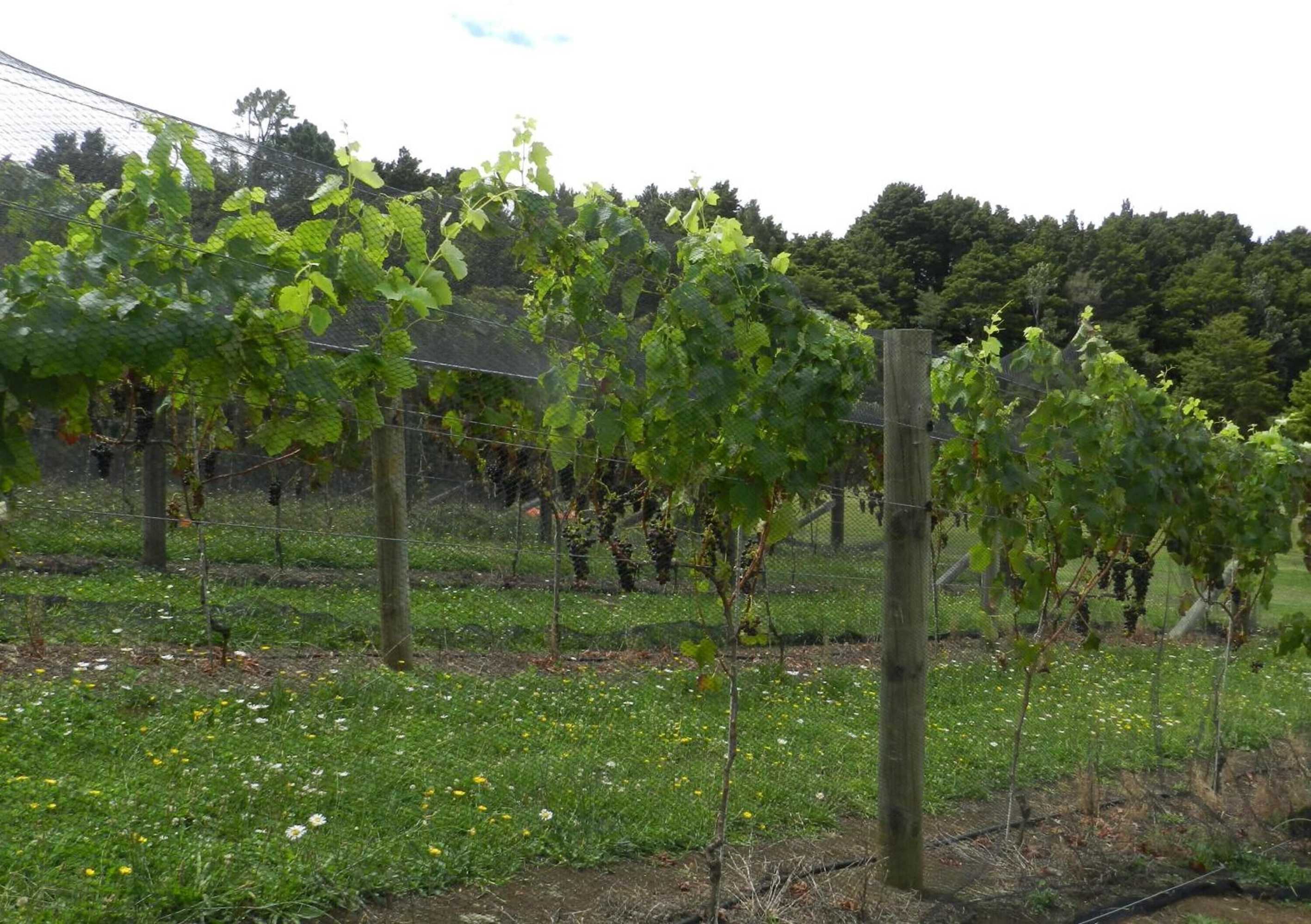 Gift card for Puketotara Lodge