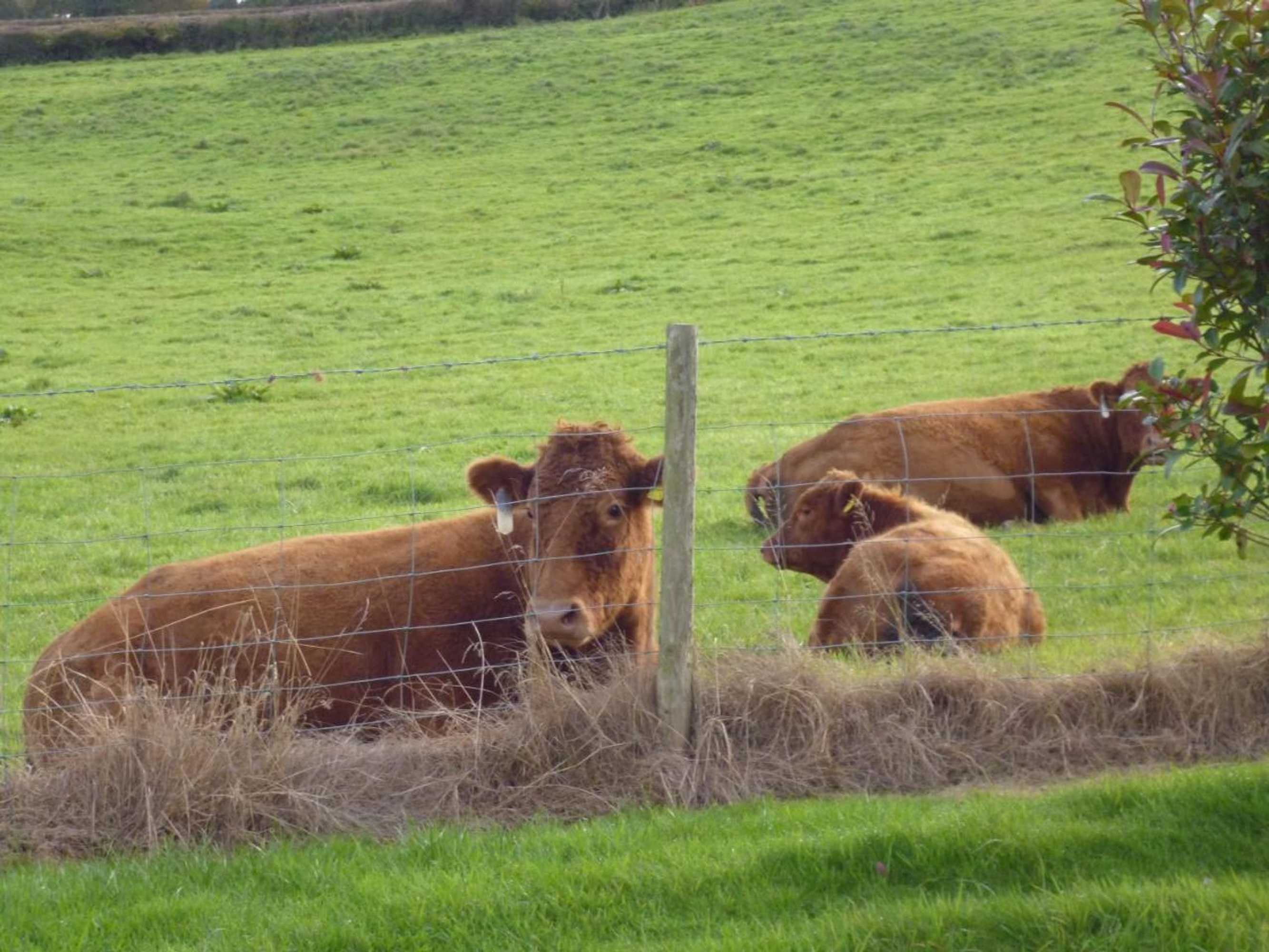 Gift card for Whidlecombe Farm