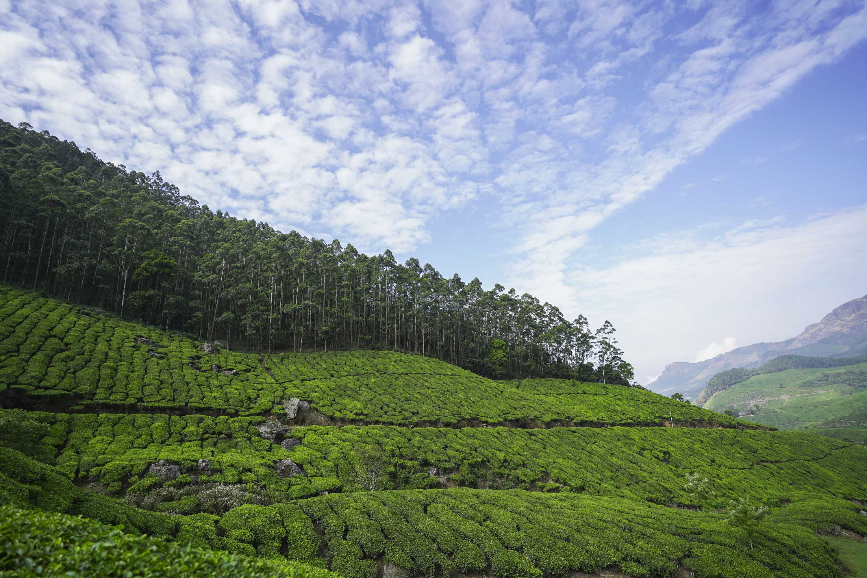 Gift card for Tea Valley Resort, Munnar Gift card for Tea Valley Resort, Munnar