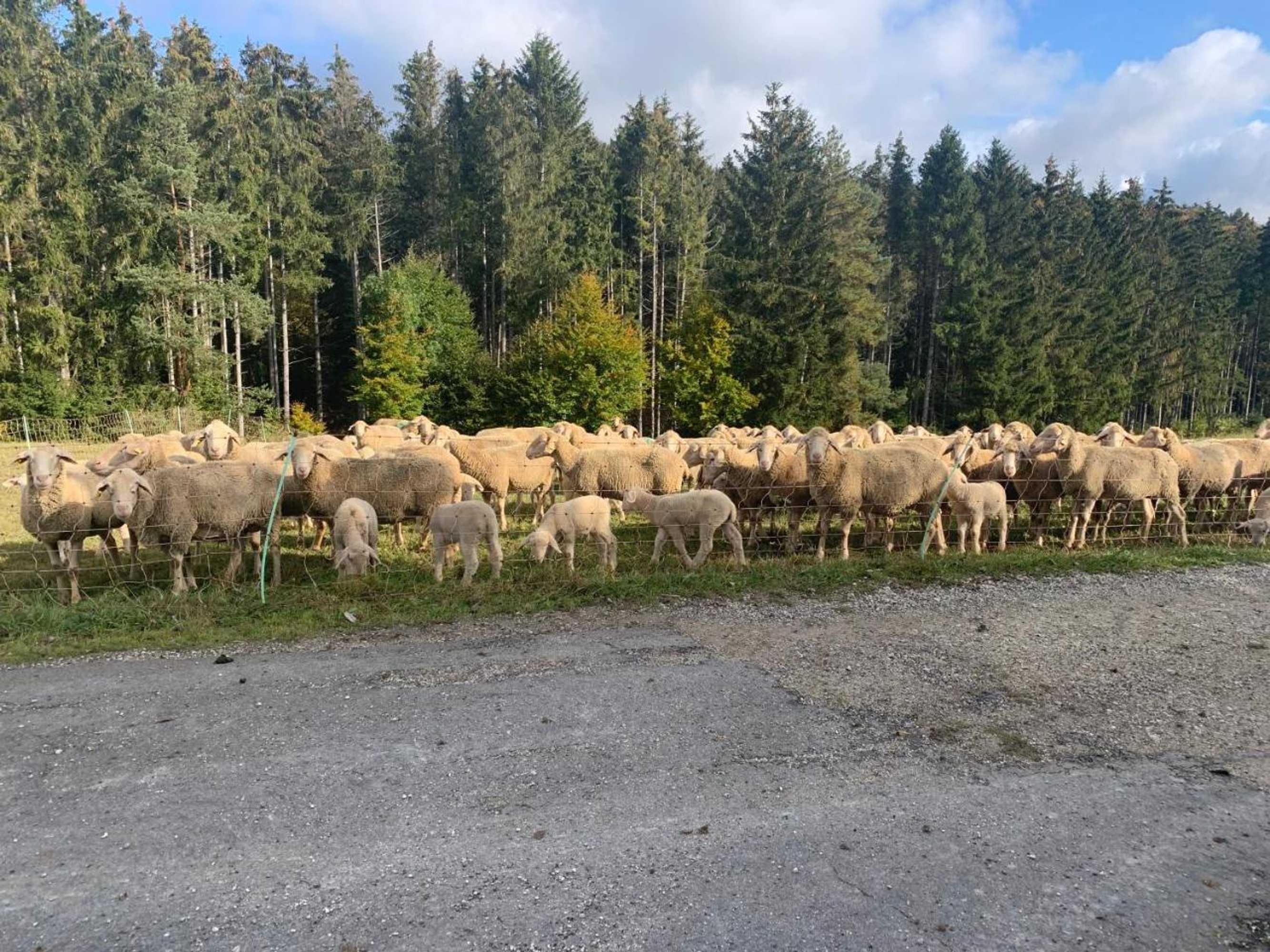 Gift card for Hotel Restaurant Schwane