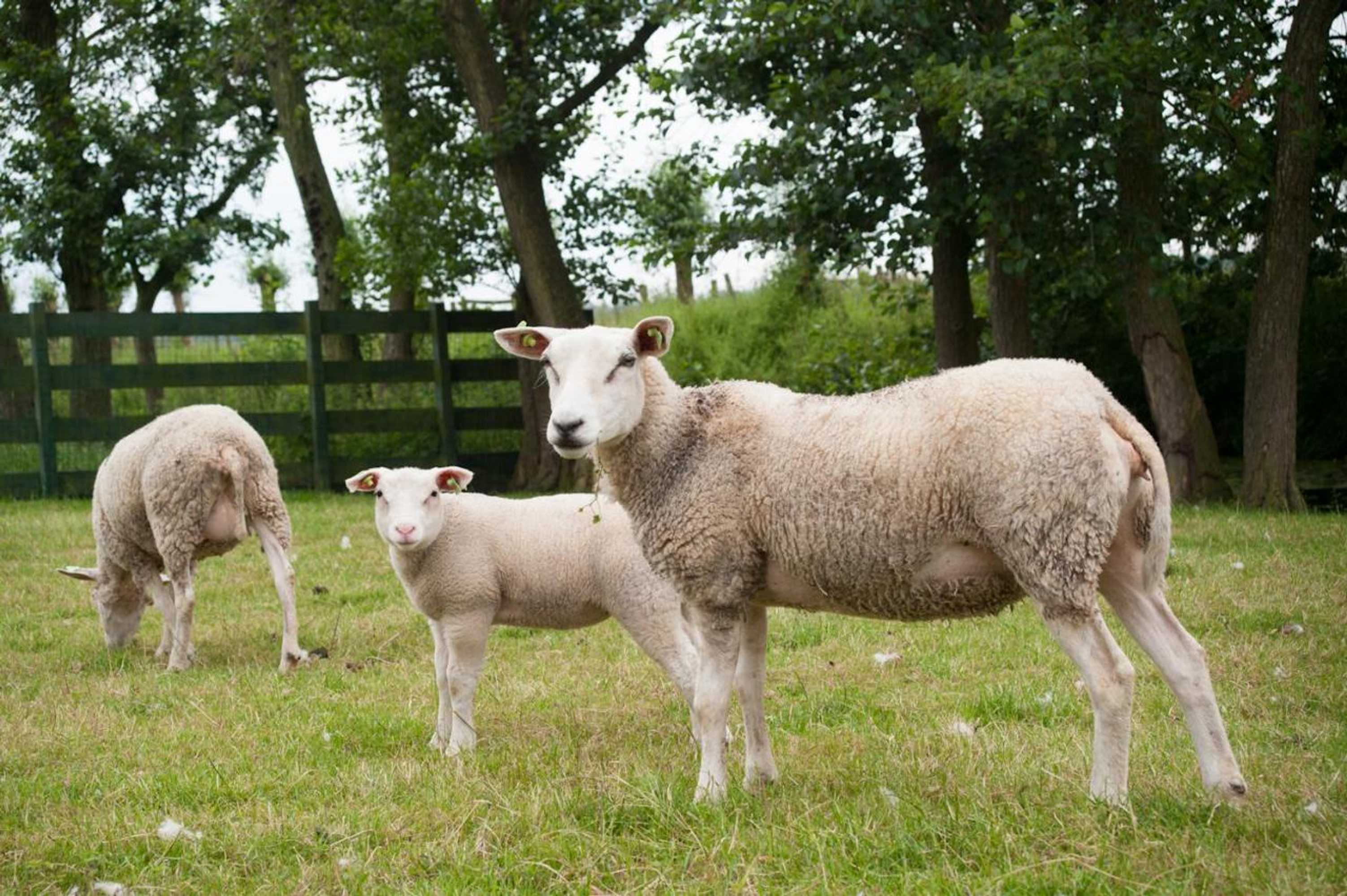 Gift card for Het Jaarsveldhof