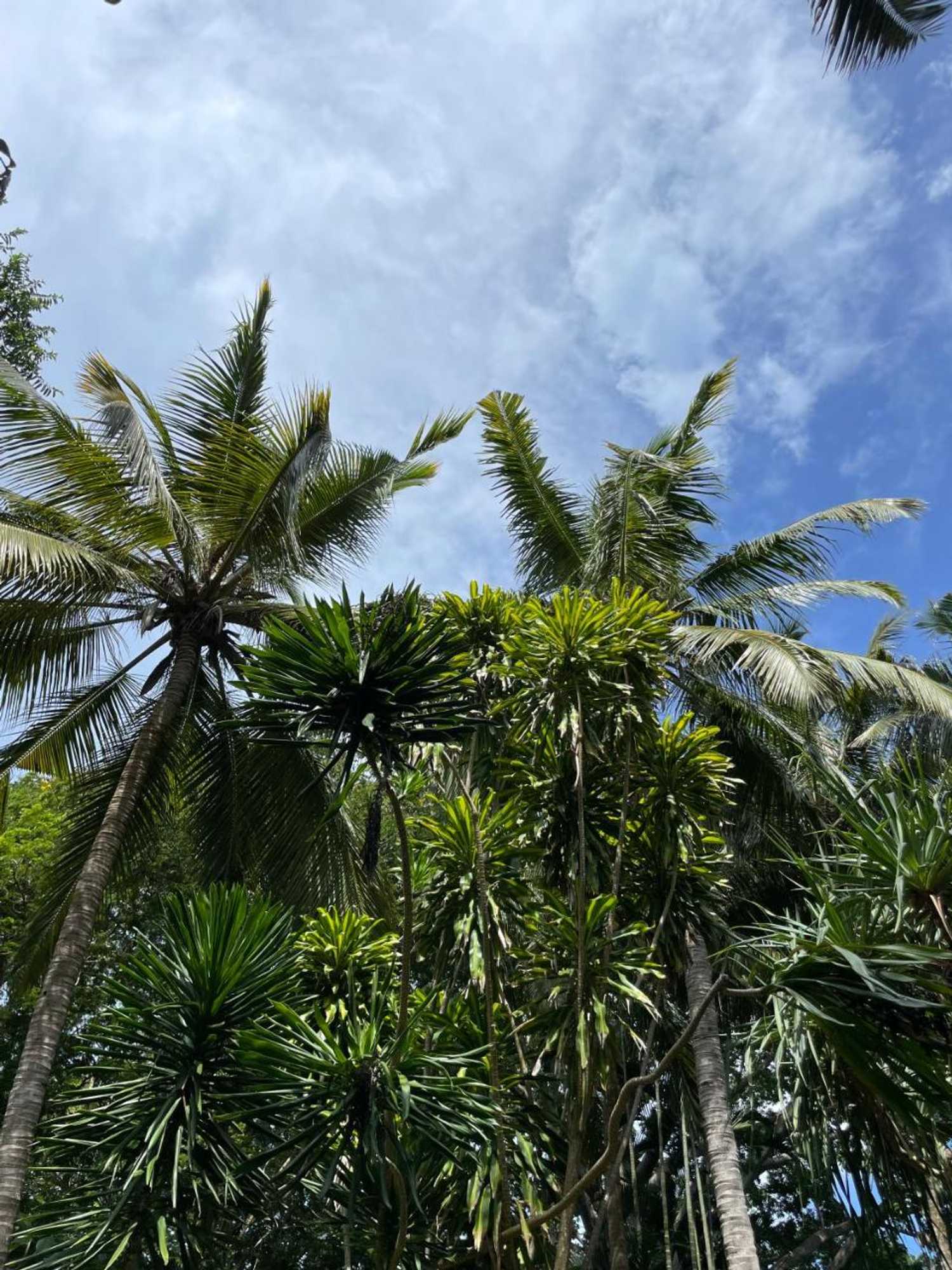 Gift card for Mbweni Ruins & Gardens